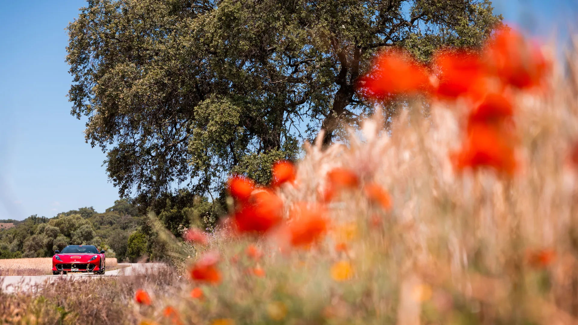 Red sports car on a country road against a backdrop of vibrant orange flowers and a large oak tree.