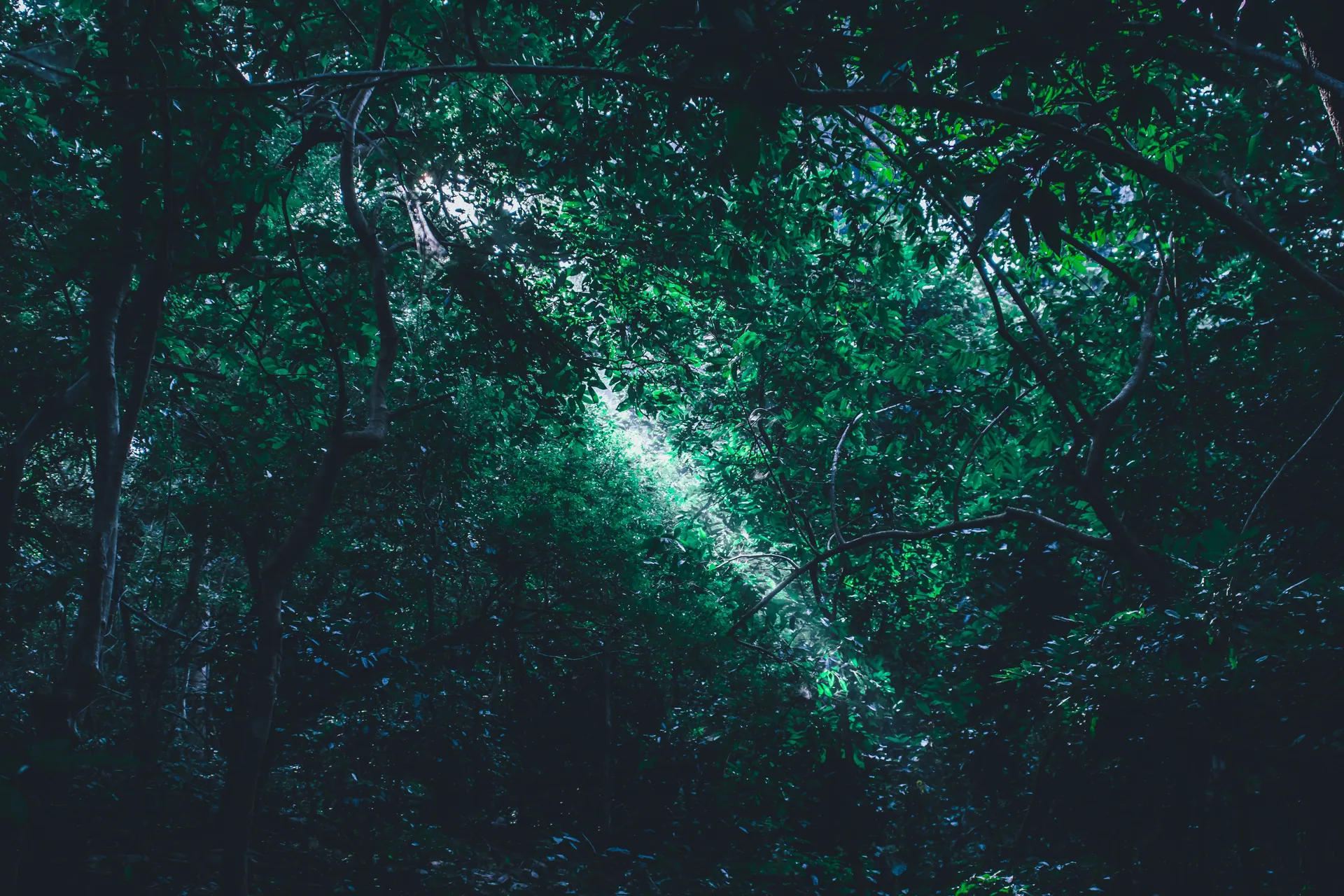 A beam of sunlight pierces through a lush green forest, creating a serene and magical ambiance.