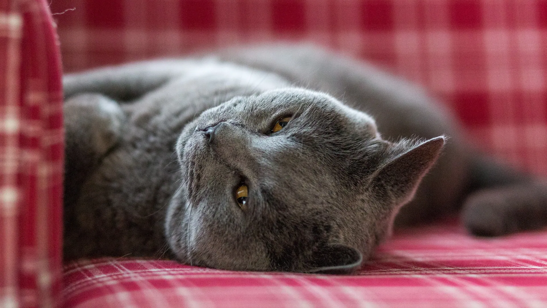 British Shorthair Serenity in 4K - backiee