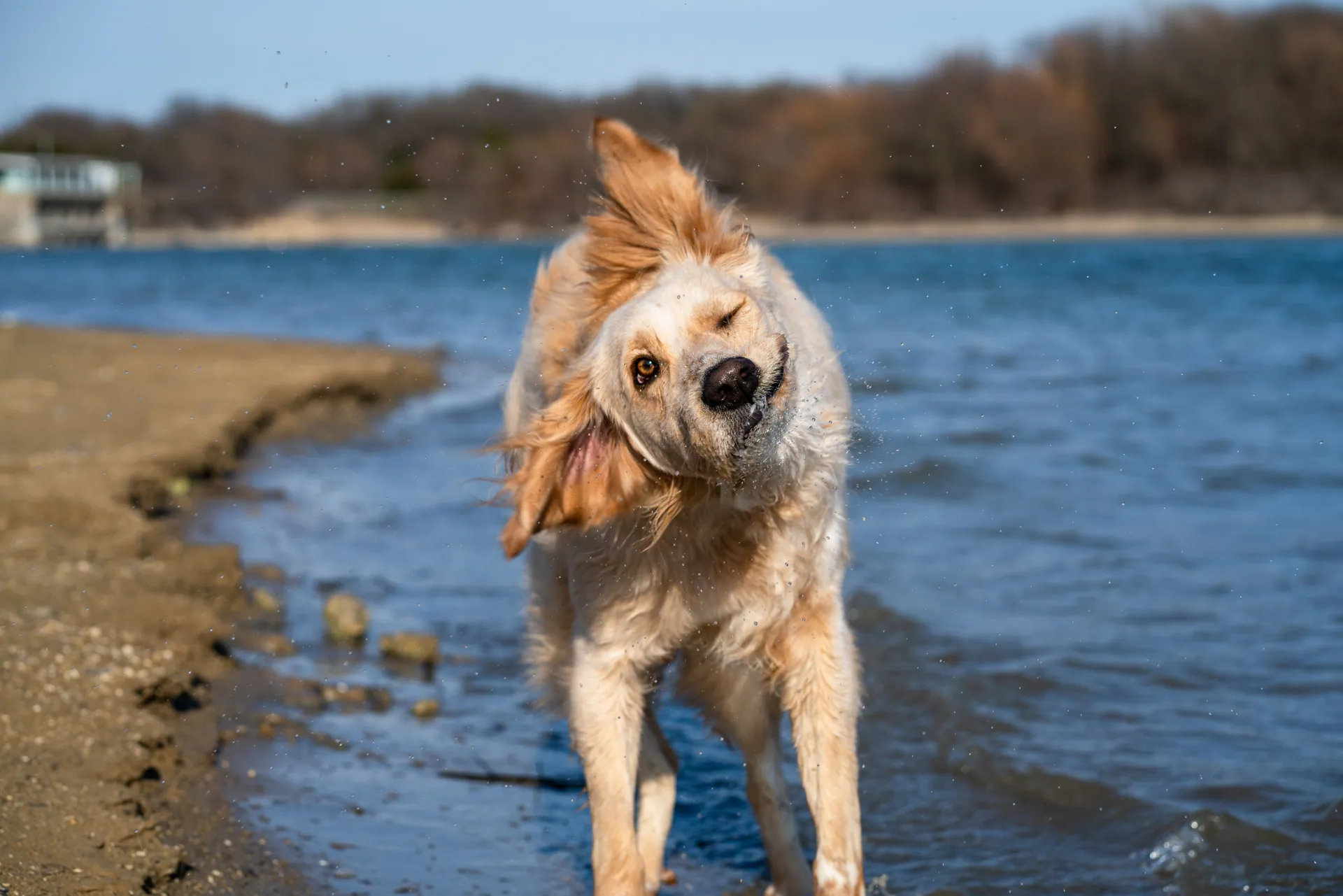 A playful golden retriever shaking off water at a lakeside on a sunny day.