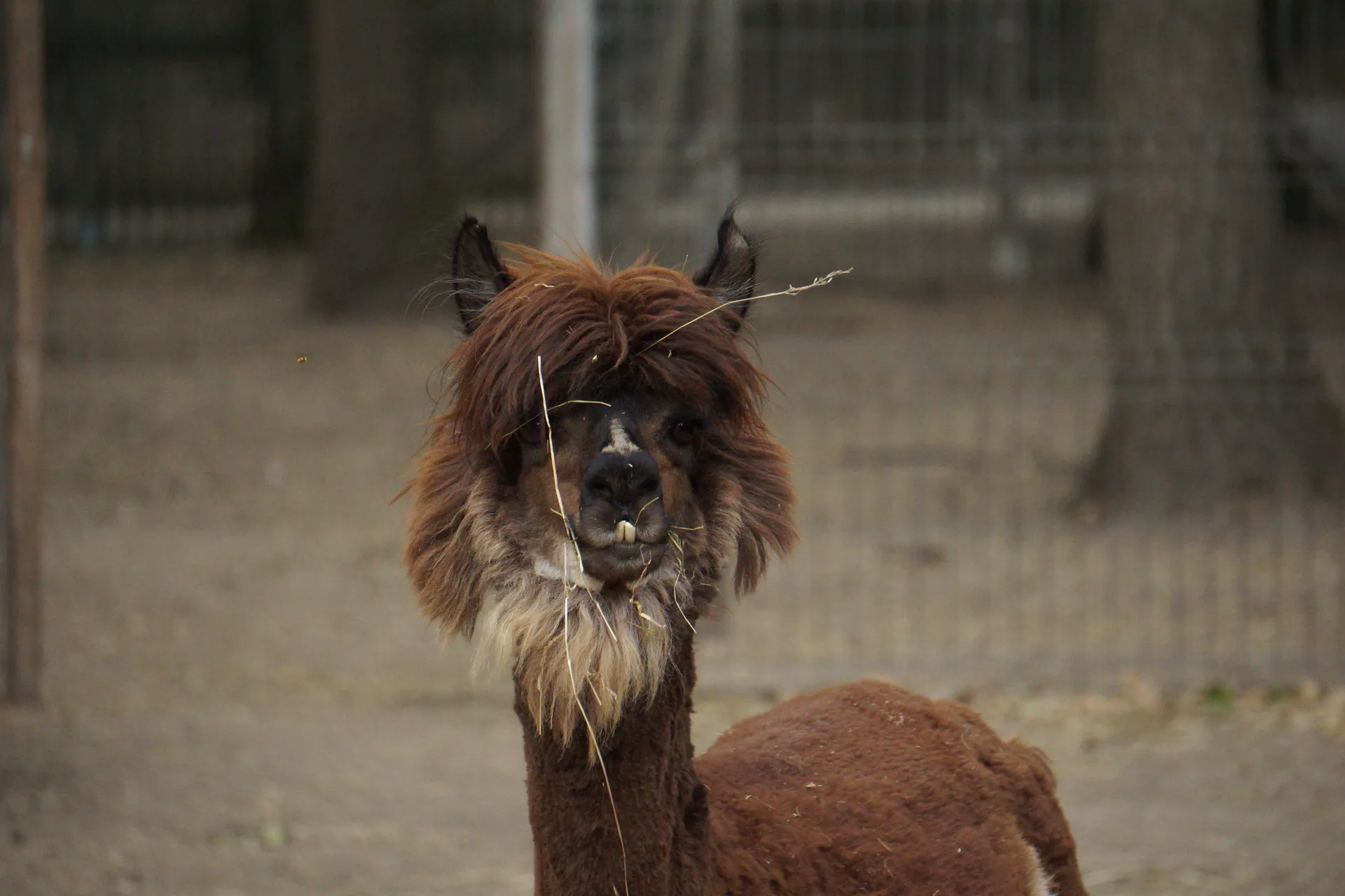 Brown llama chewing straw in a zoo. Captivating wildlife portrait taken outdoors in Bucharest, Romania.