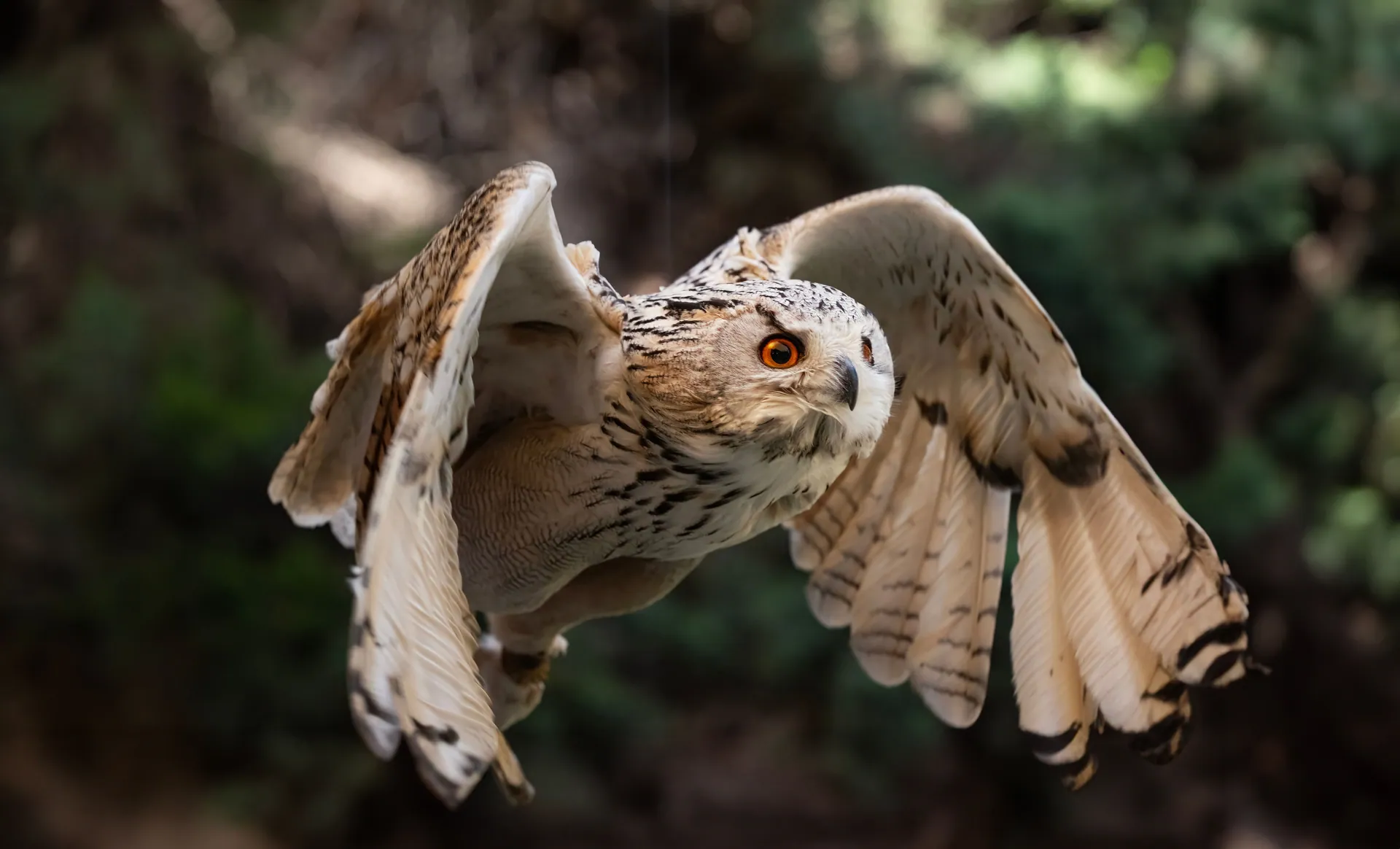 A close-up of a majestic owl in flight, showcasing its spread wings and intense gaze.