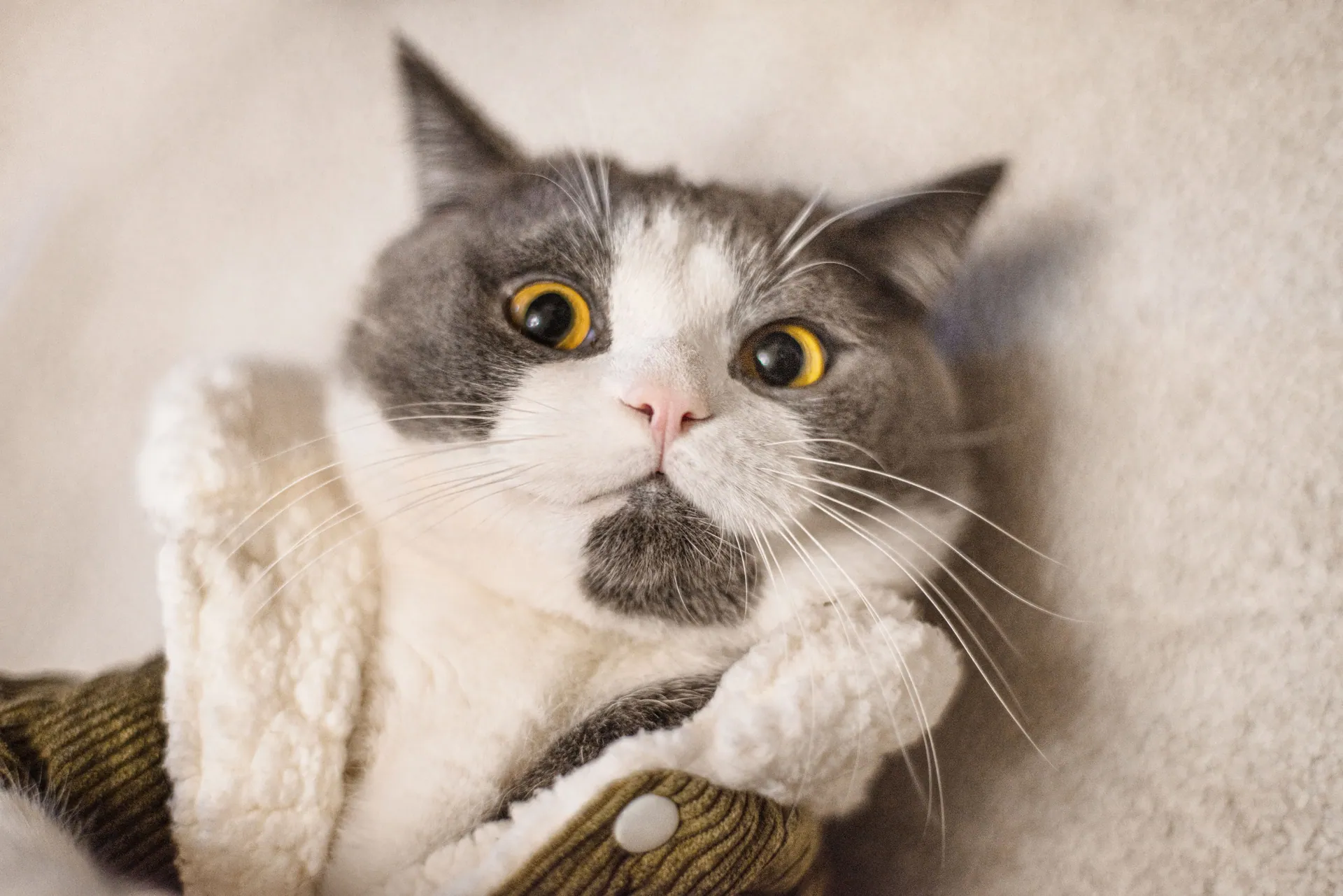 Adorable cat in cozy attire, showcasing expressive eyes and fluffy whiskers.