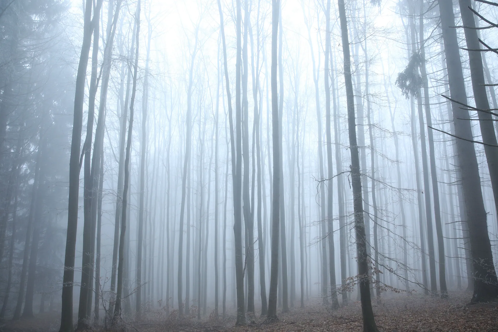 A serene winter landscape with fog enveloping tall, leafless trees in a quiet forest.