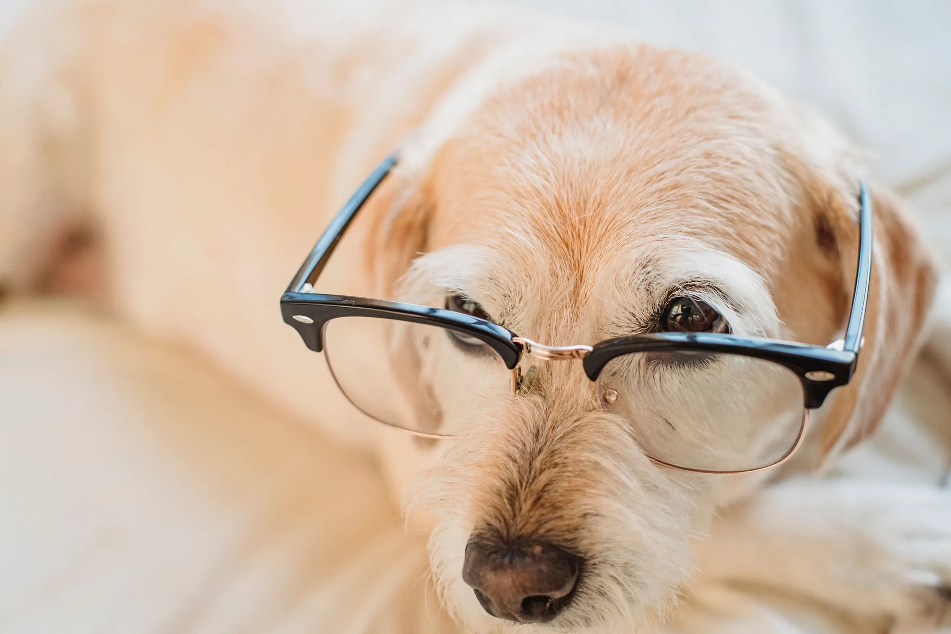 From above of focused cute dog in eyewear lying on soft bed in house in sunlight