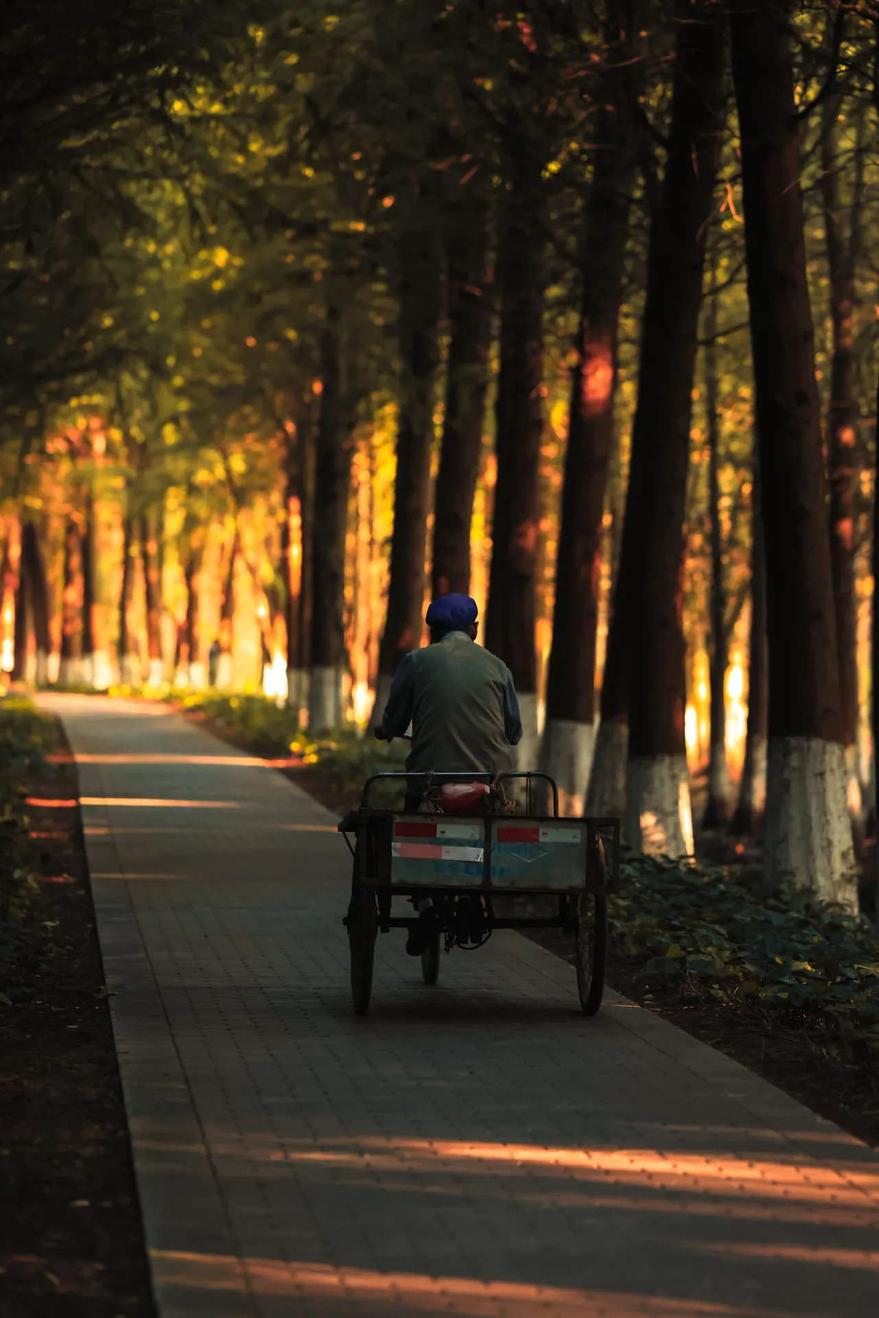 A person rides a tricycle down a peaceful, tree-lined path in autumn's warm glow.