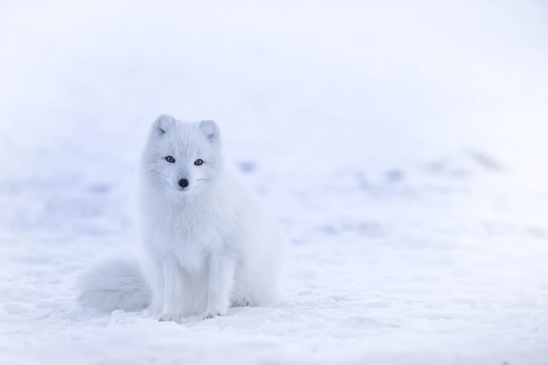 Vulpes lagopus in Iceland