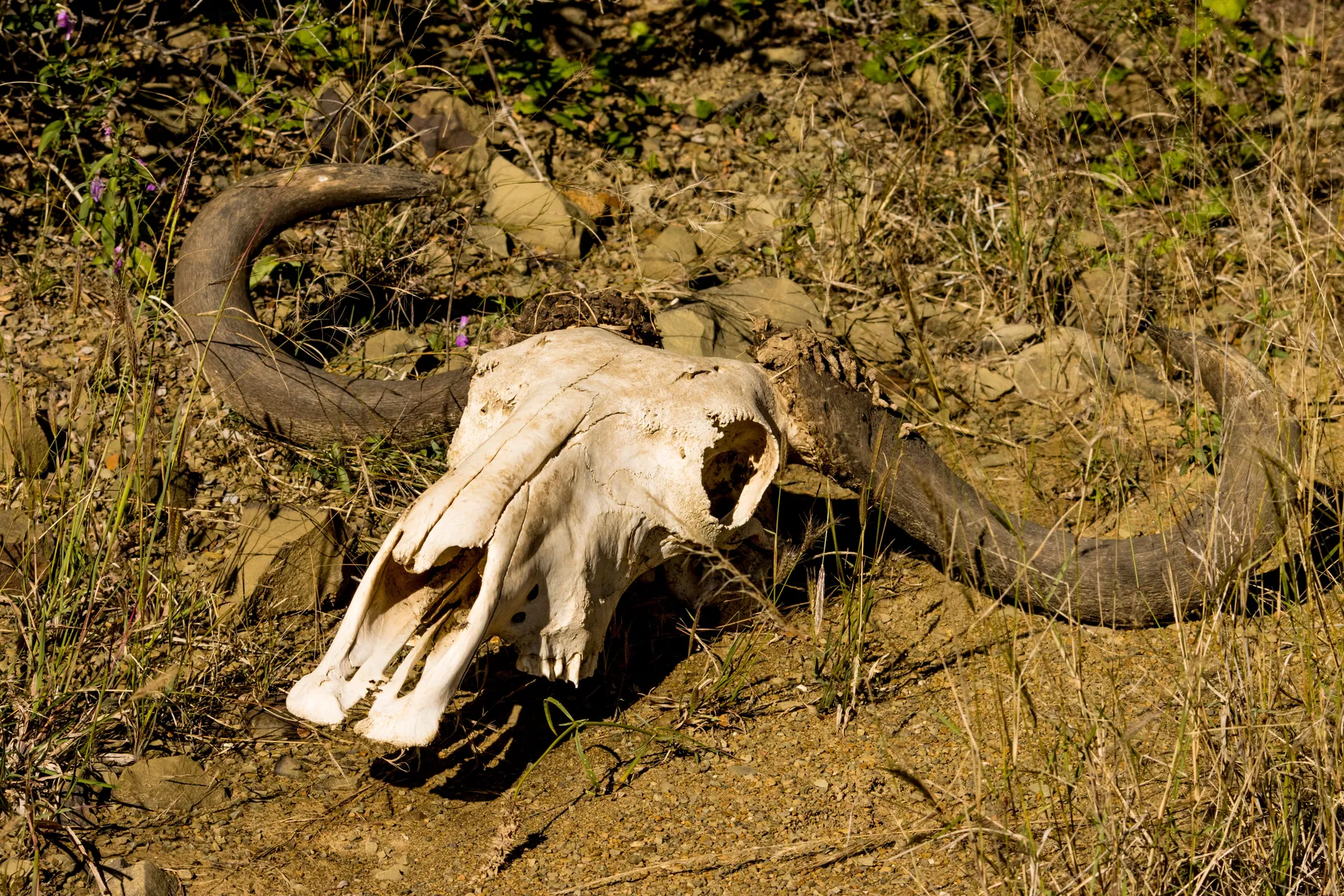 Animal skull with horns lying on dry ground in natural setting.
