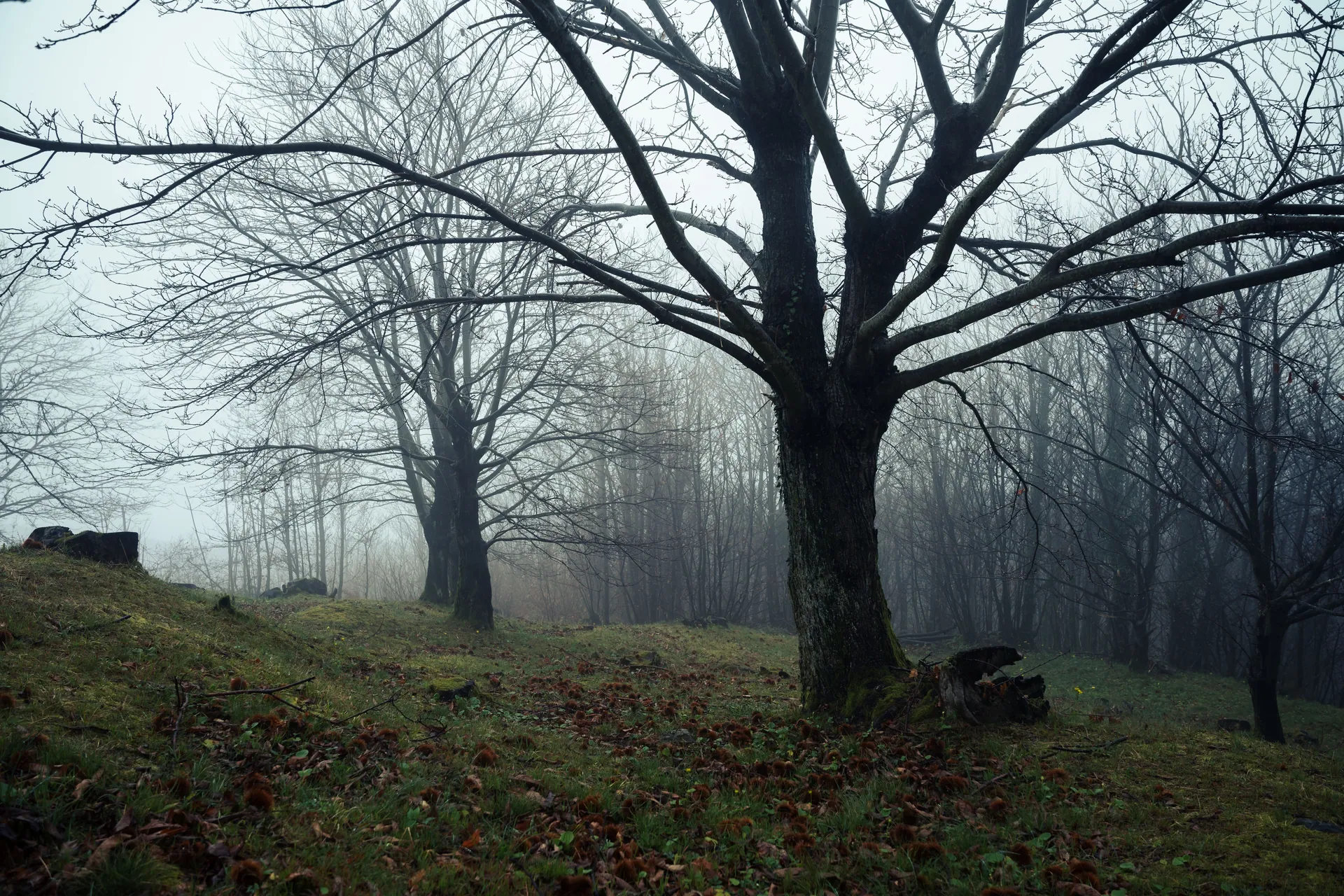 A serene misty forest scene with bare trees and a foggy atmosphere, embodying winter's tranquility.