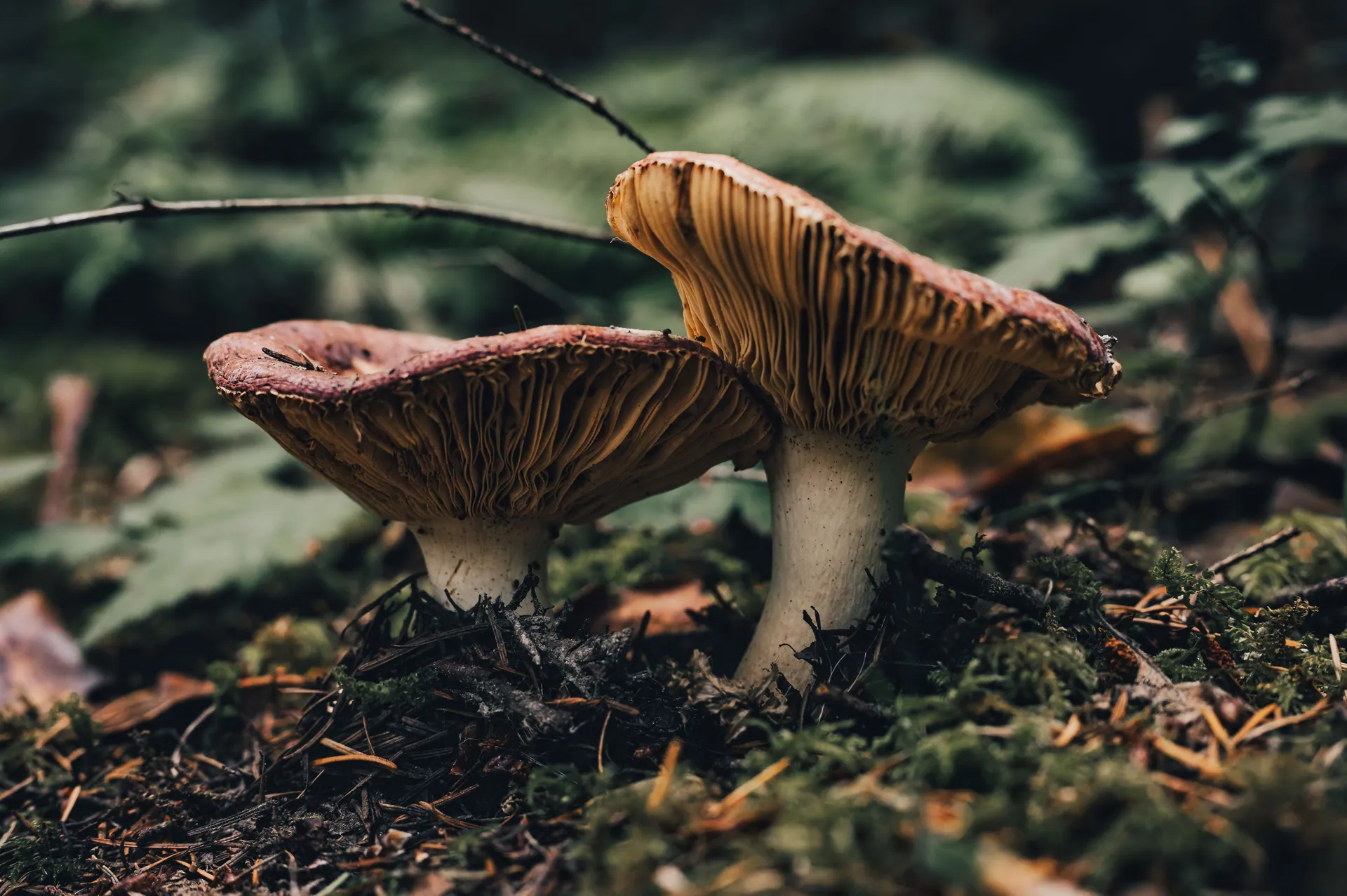 A detailed close-up of two mushrooms growing in a forest setting, showcasing texture and nature's beauty.