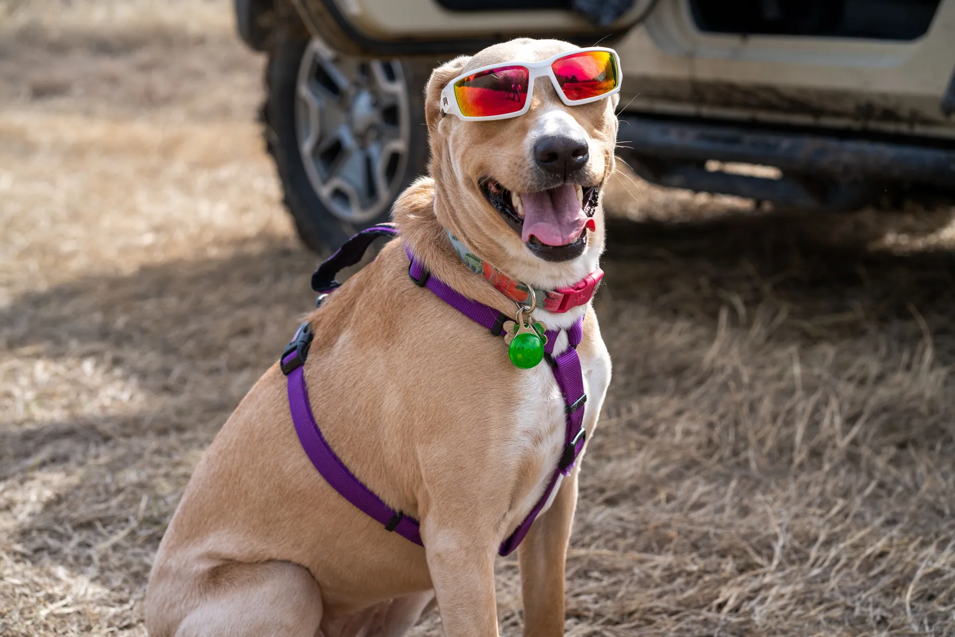 A cute dog with sunglasses and purple harness sitting beside a vehicle in dry grass.