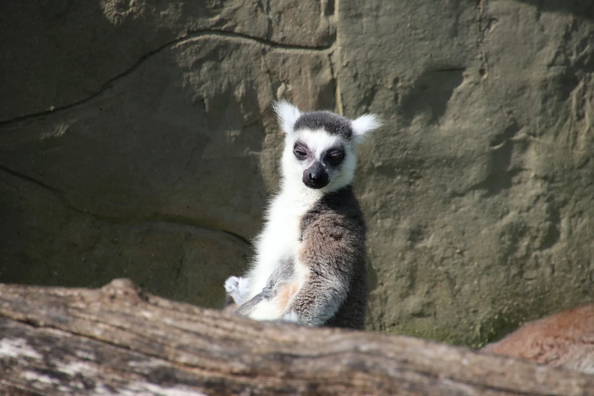 A ring-tailed lemur enjoying the sun on a rocky background outdoors in daylight.