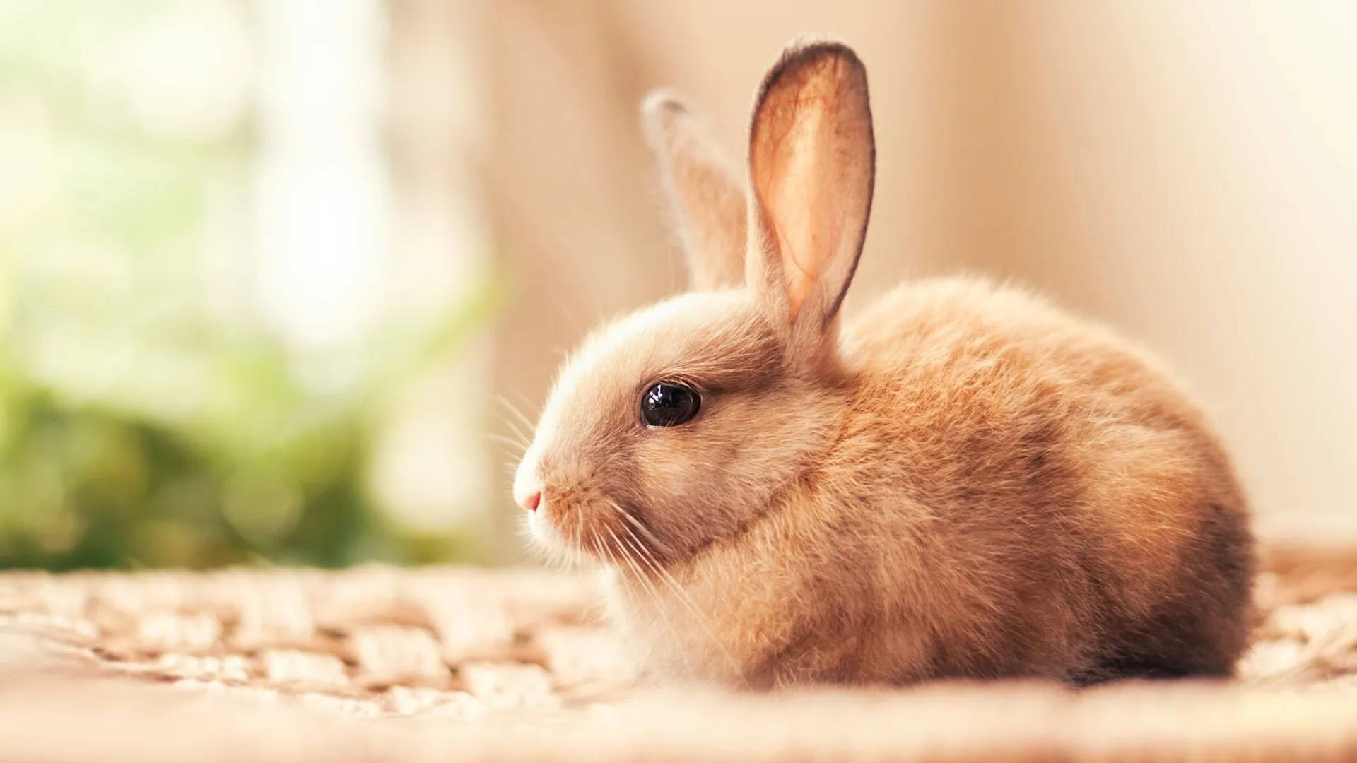 Wallpapers_PACK_1_-_24_(115)