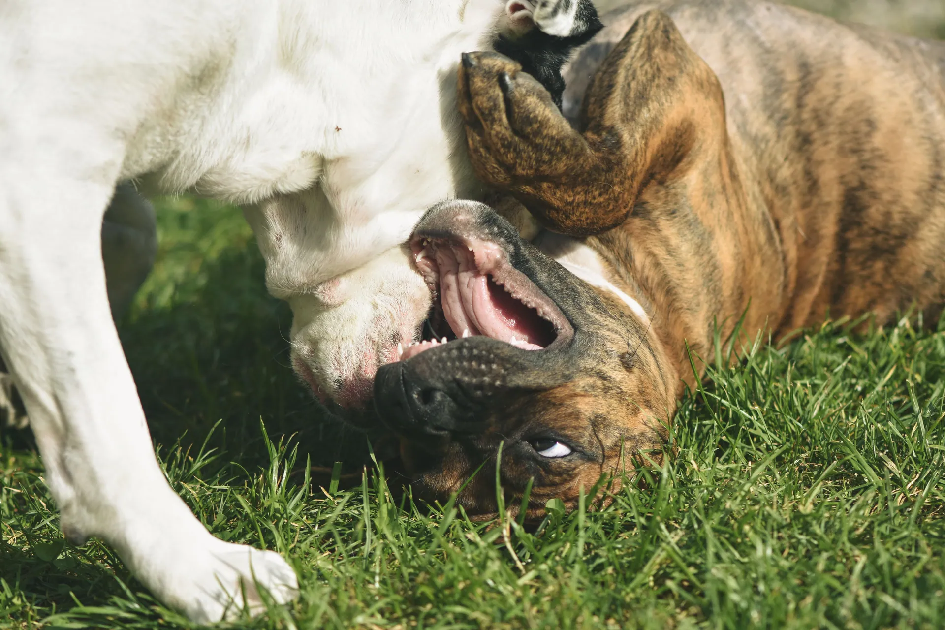 Two dogs having a playful wrestling match on the green grass outdoors.