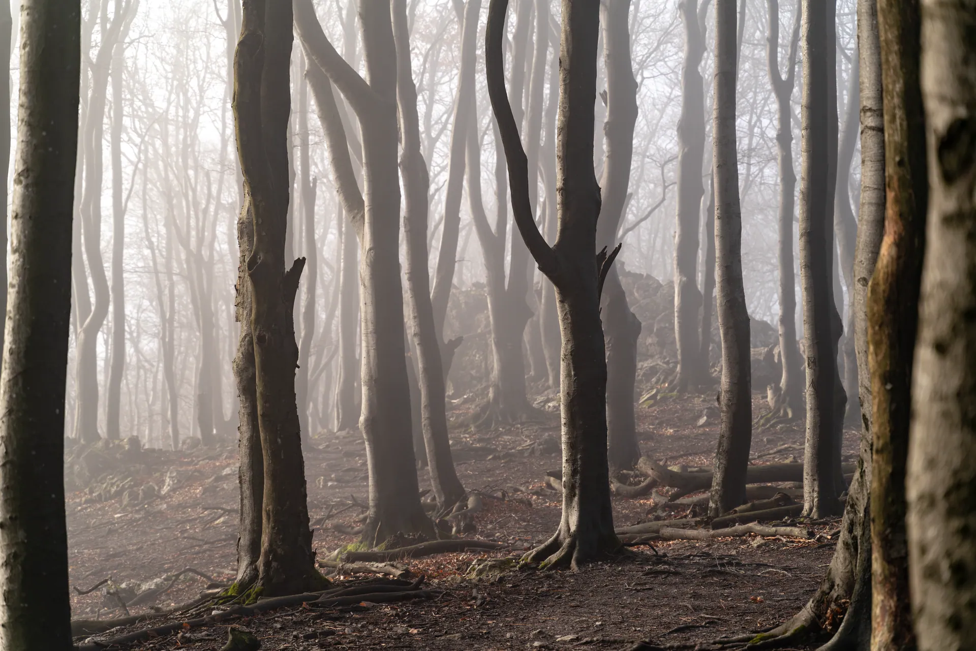 A foggy forest scene creates an eerie and haunted look with bare trees obscured by mist.