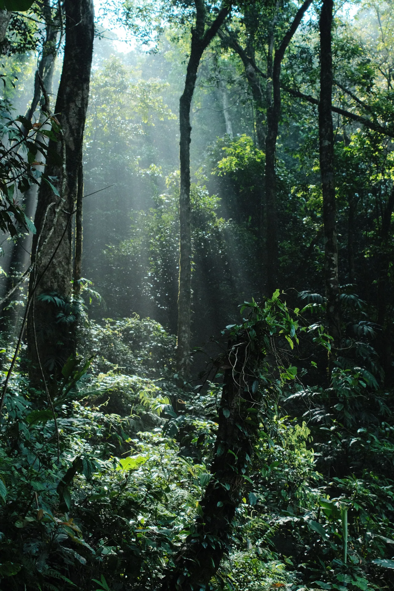A vibrant rainforest scene illuminated by sunbeams filtering through dense, lush foliage.