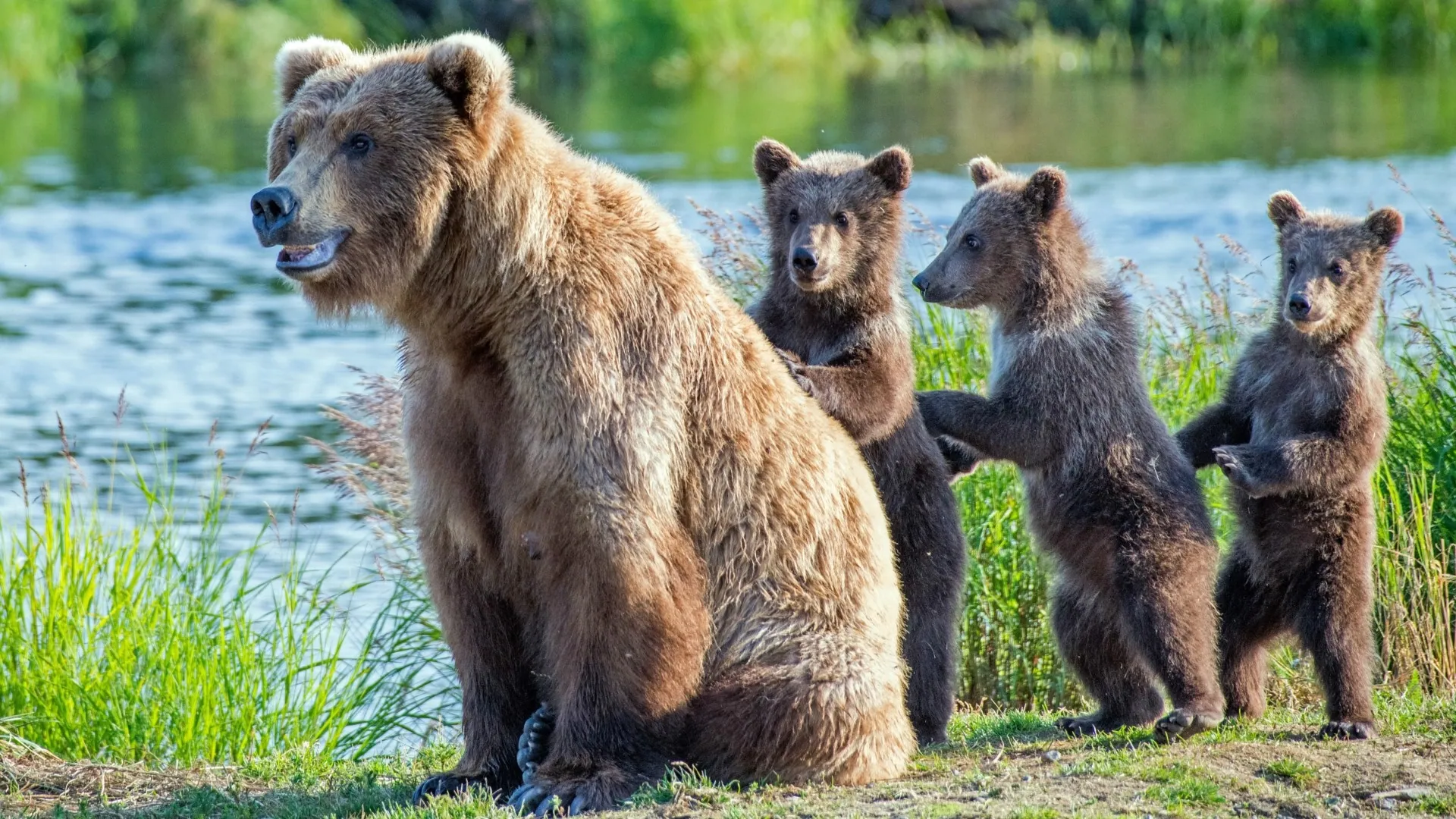 Mother Grizzly Bear Watching Over Playful Cubs By Riverside - backiee
