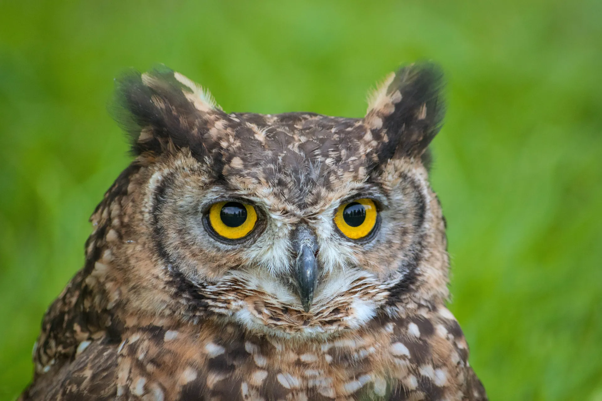 Detailed portrait of a Great Horned Owl with vivid yellow eyes in a natural setting in Italy.