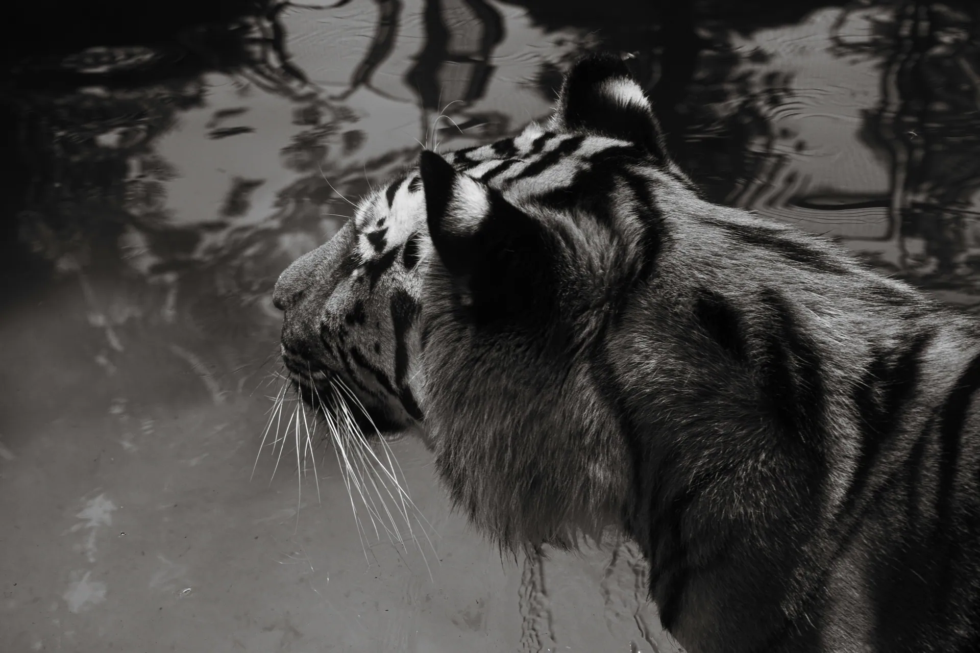 A striking black and white photo of a tiger standing in water, showcasing its majestic stripes and gaze.