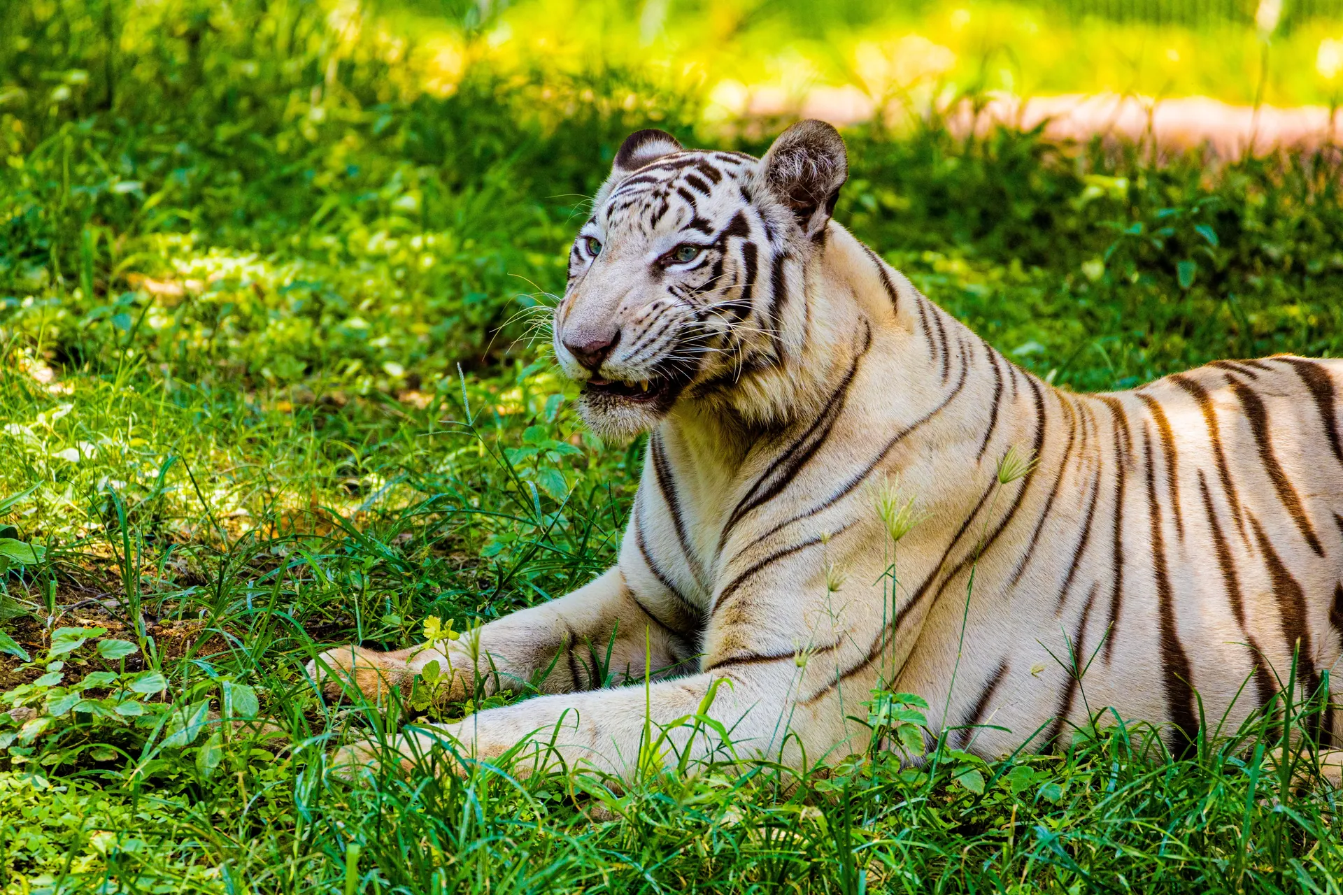 White Bengal tiger relaxing in the grass, capturing the essence of wildlife in Hyderabad's natural habitat.