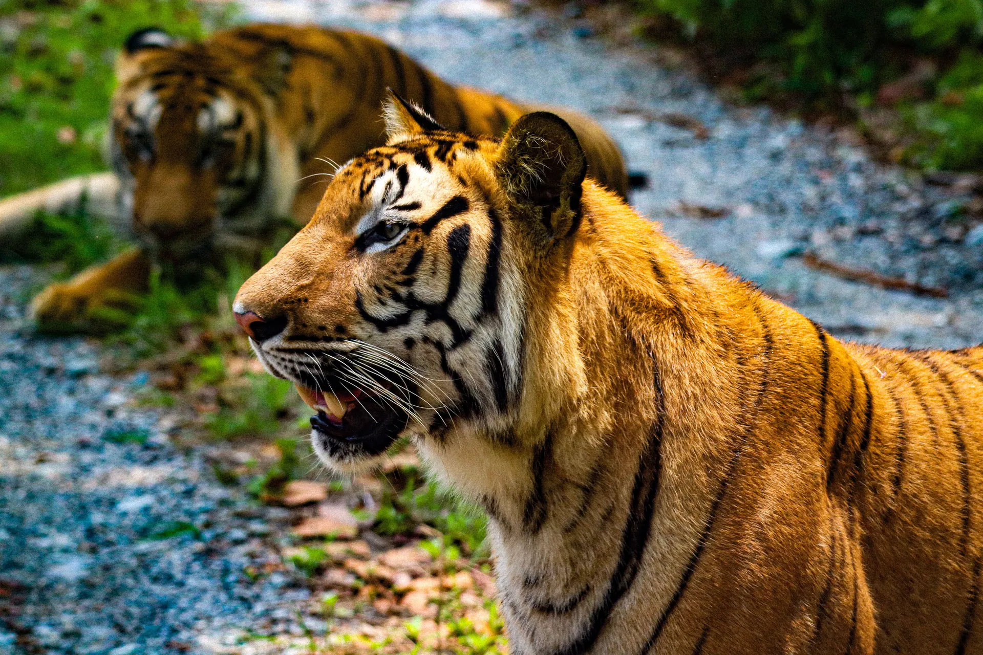 Majestic Bengal tigers in their natural habitat in India, showcasing wildlife beauty.