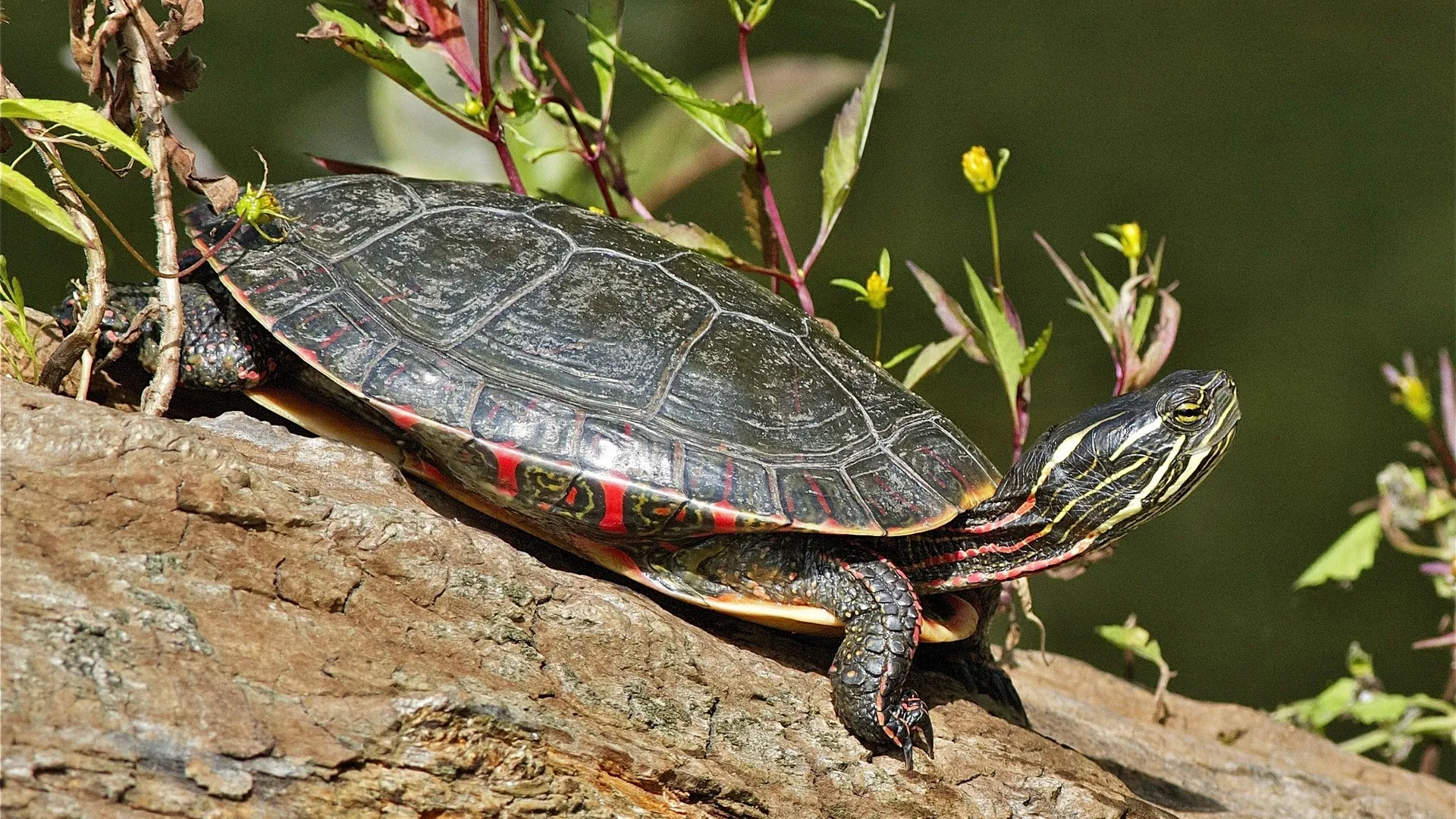 Painted Turtle Resting on a Sunlit Log - backiee