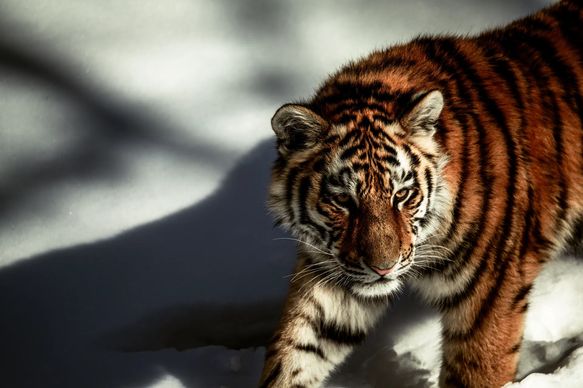 A stunning photograph of a tiger gracefully strolling through a snowy landscape, capturing its powerful presence.