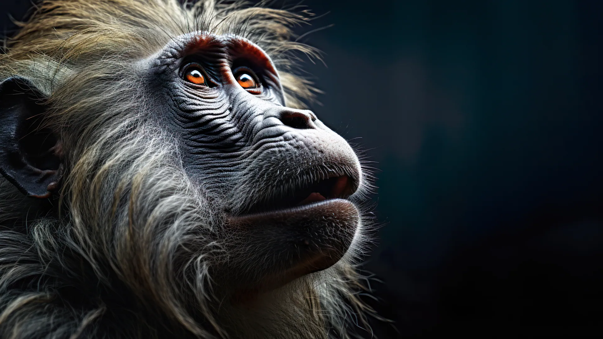 Baboon_-_TV_Art