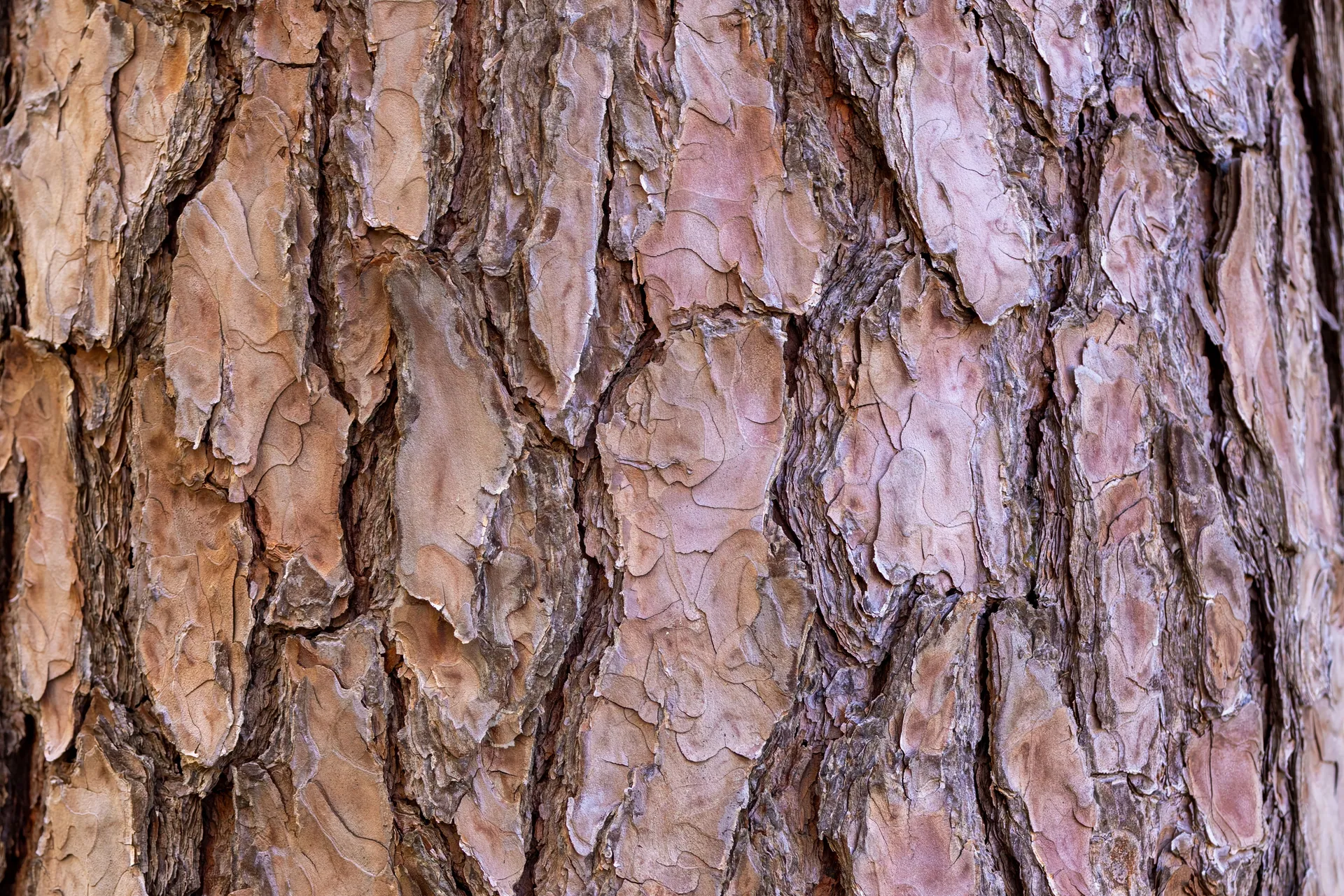 Detailed close-up of rough, textured pine tree bark showing natural patterns and earthy tones.