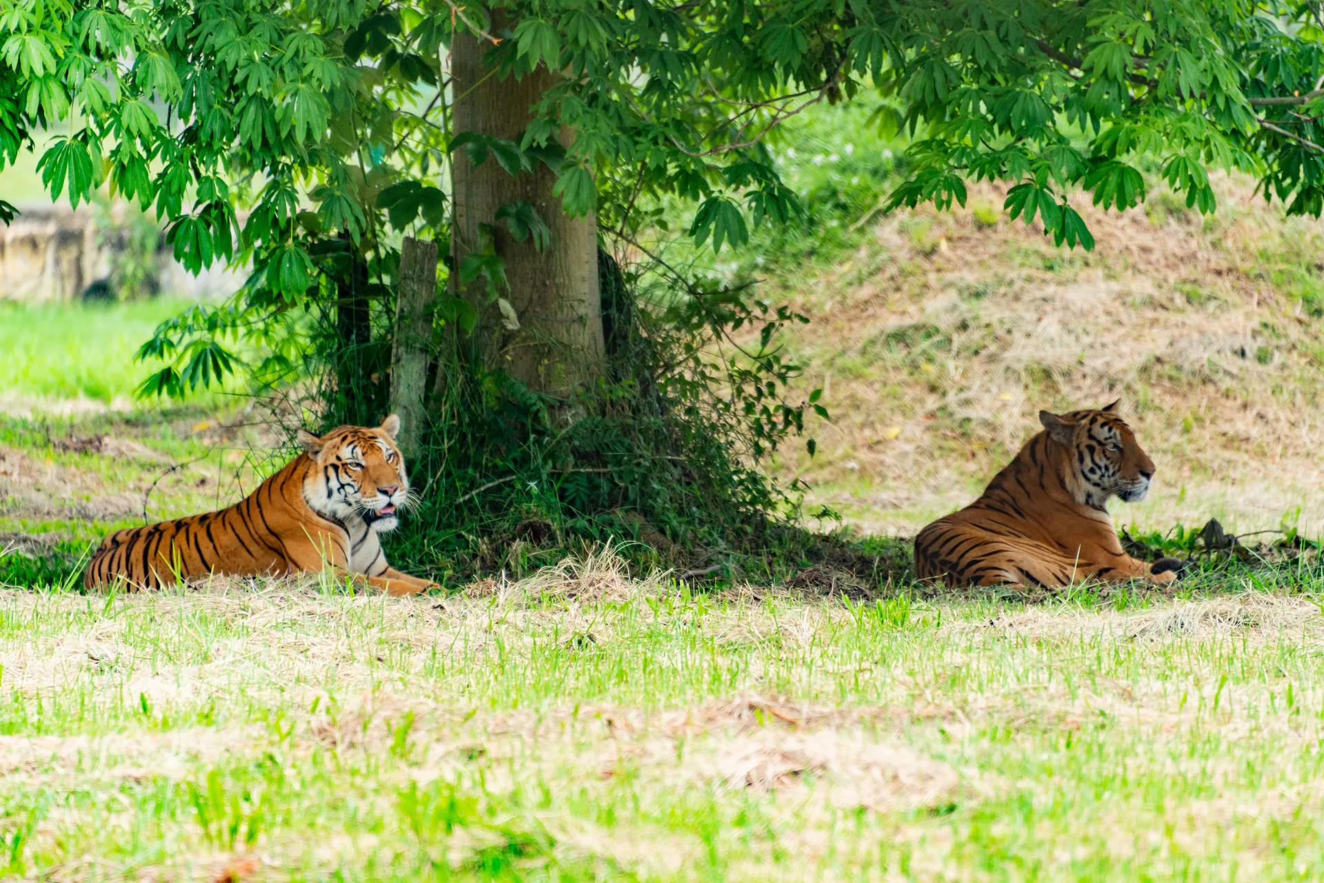 Two majestic Bengal tigers lounging in their natural habitat under a tree's shade.