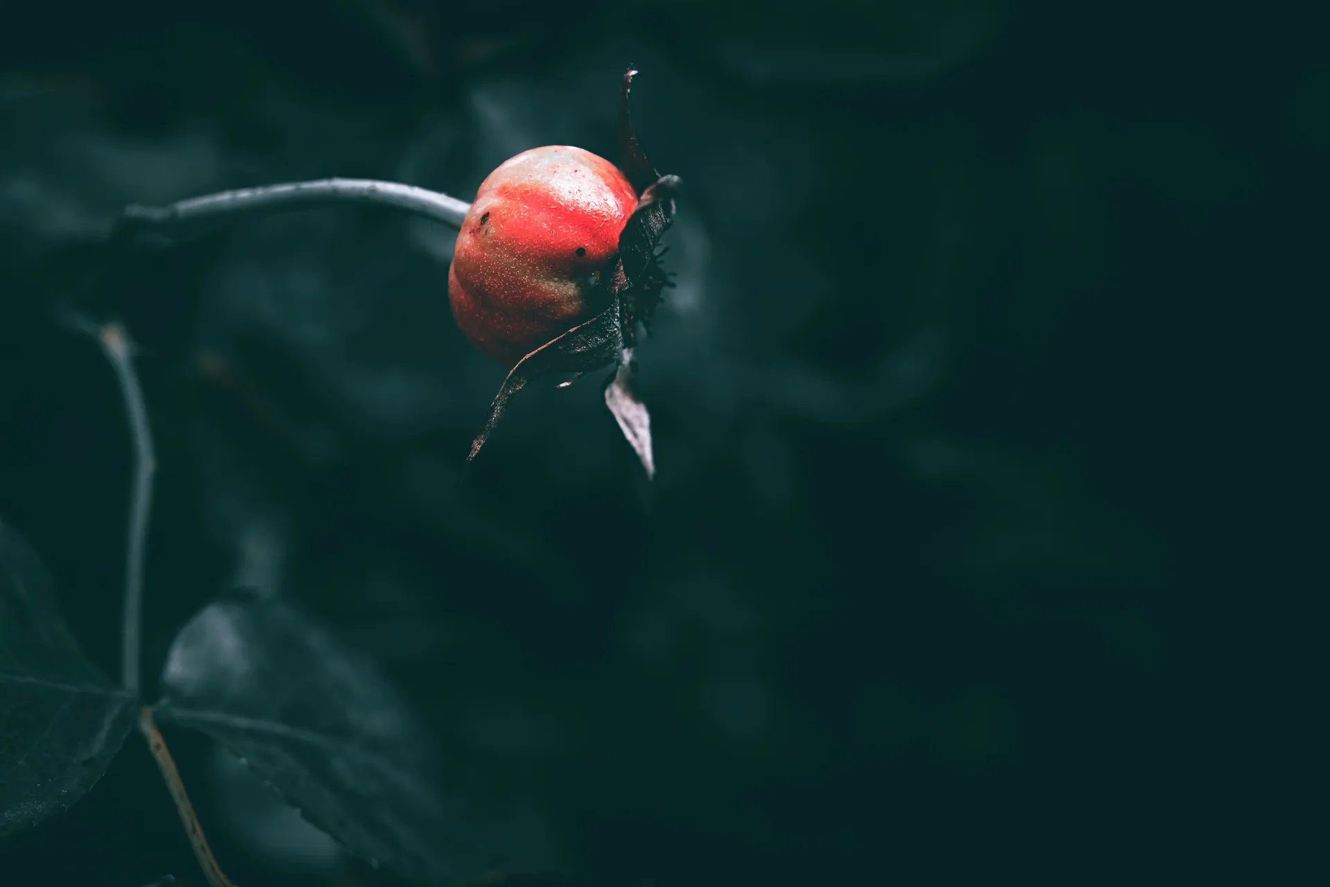 Close-up of a single rosehip on a branch against a dark background, showcasing nature's beauty.