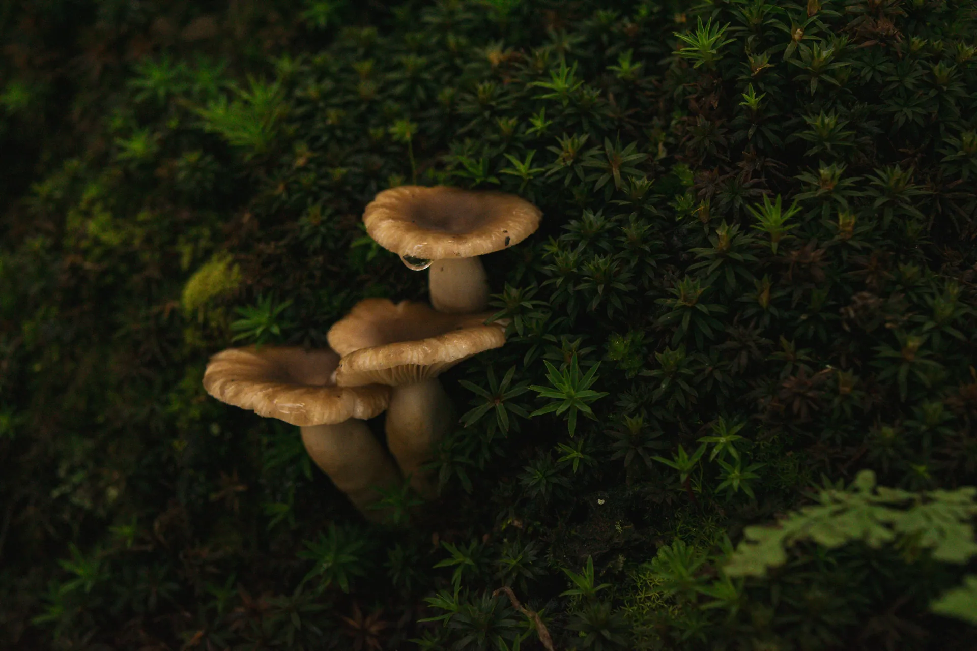 Close-up of wild mushrooms growing on a lush, mossy forest floor in Amealco de Bonfil, Mexico.