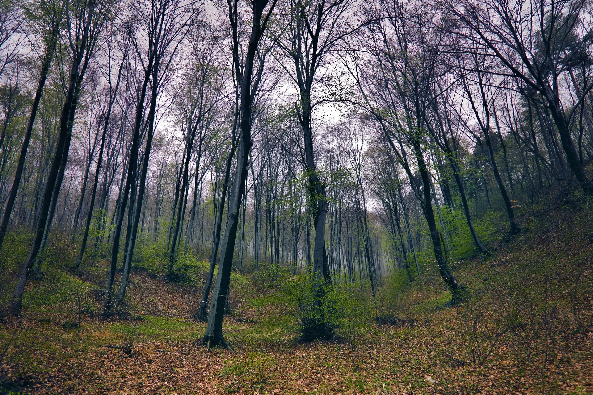 Peaceful forest with tall trees and green undergrowth in a spring landscape.