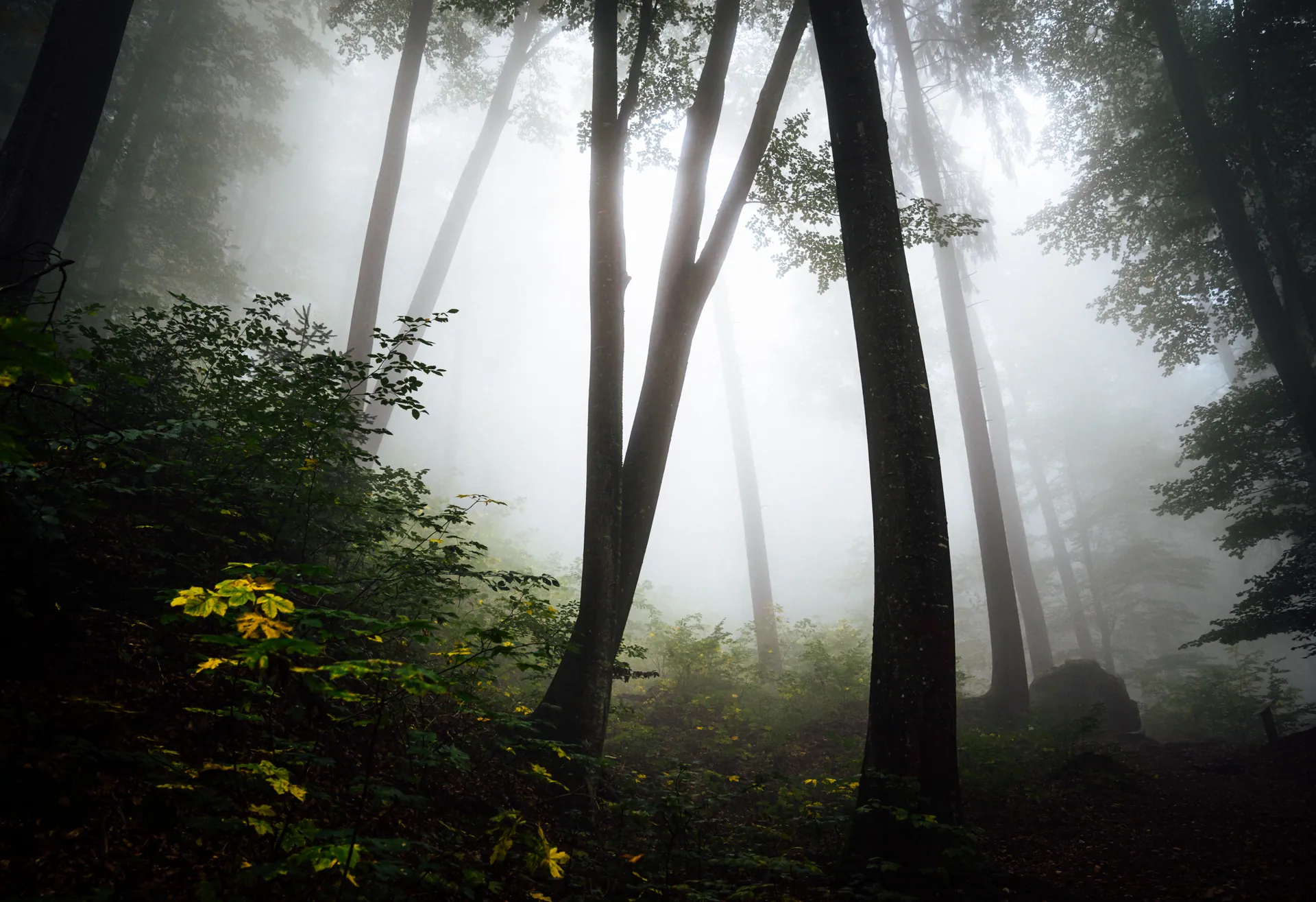 Foggy autumn forest