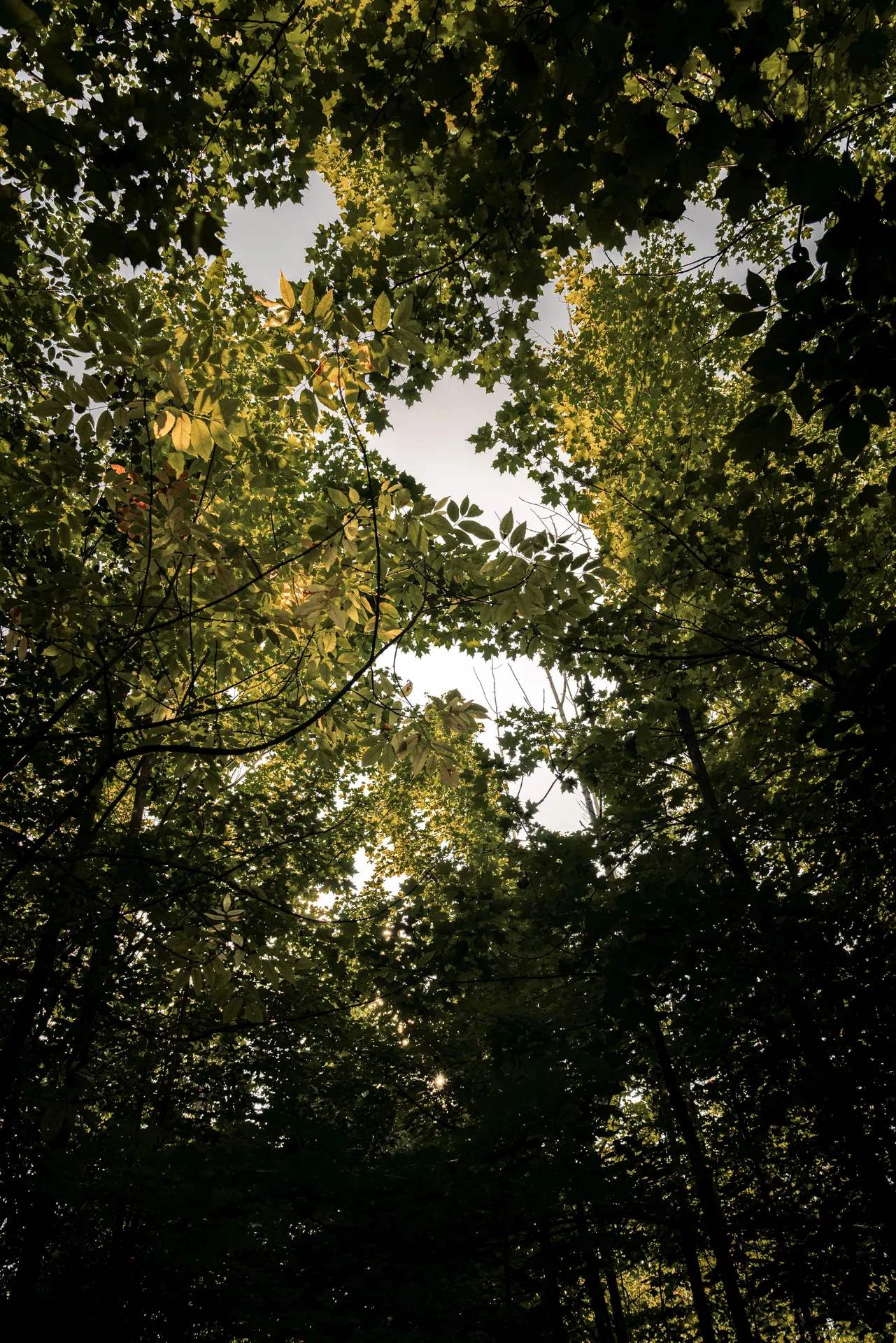 Dramatic view of sunlight filtering through dense forest trees during daytime.