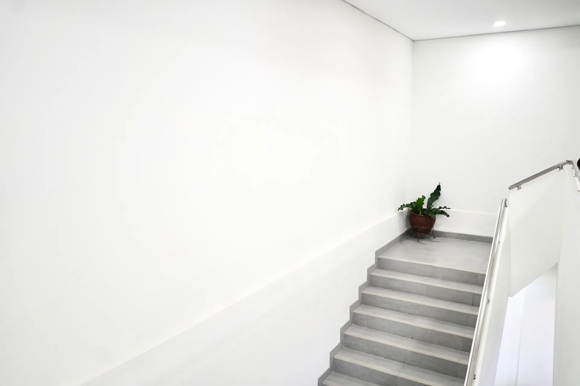 A minimalist indoor staircase with a white wall and a potted plant at the landing.