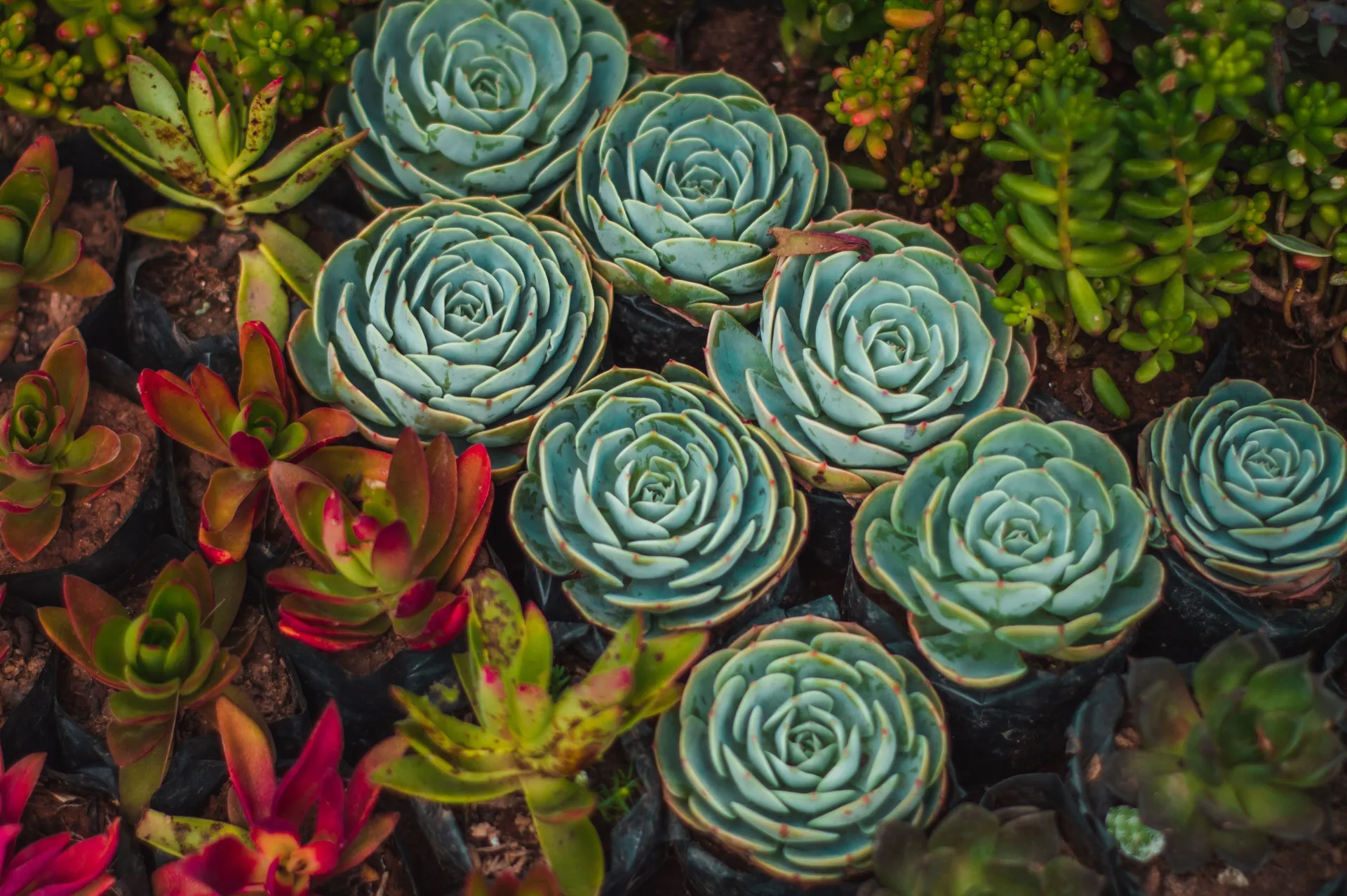 Close-up of colorful succulents with various shapes and textures in a natural setting.