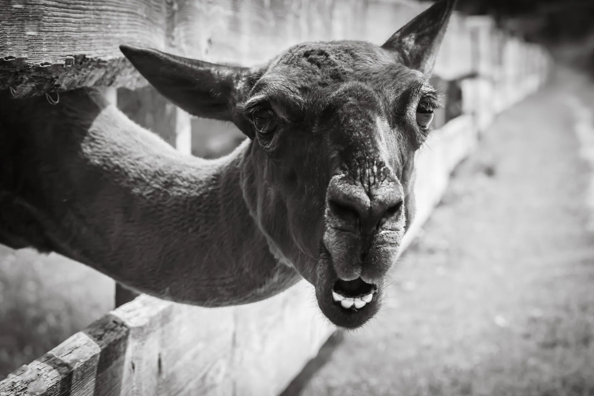 A detailed black-and-white photo of a llama with its head through a wooden fence.