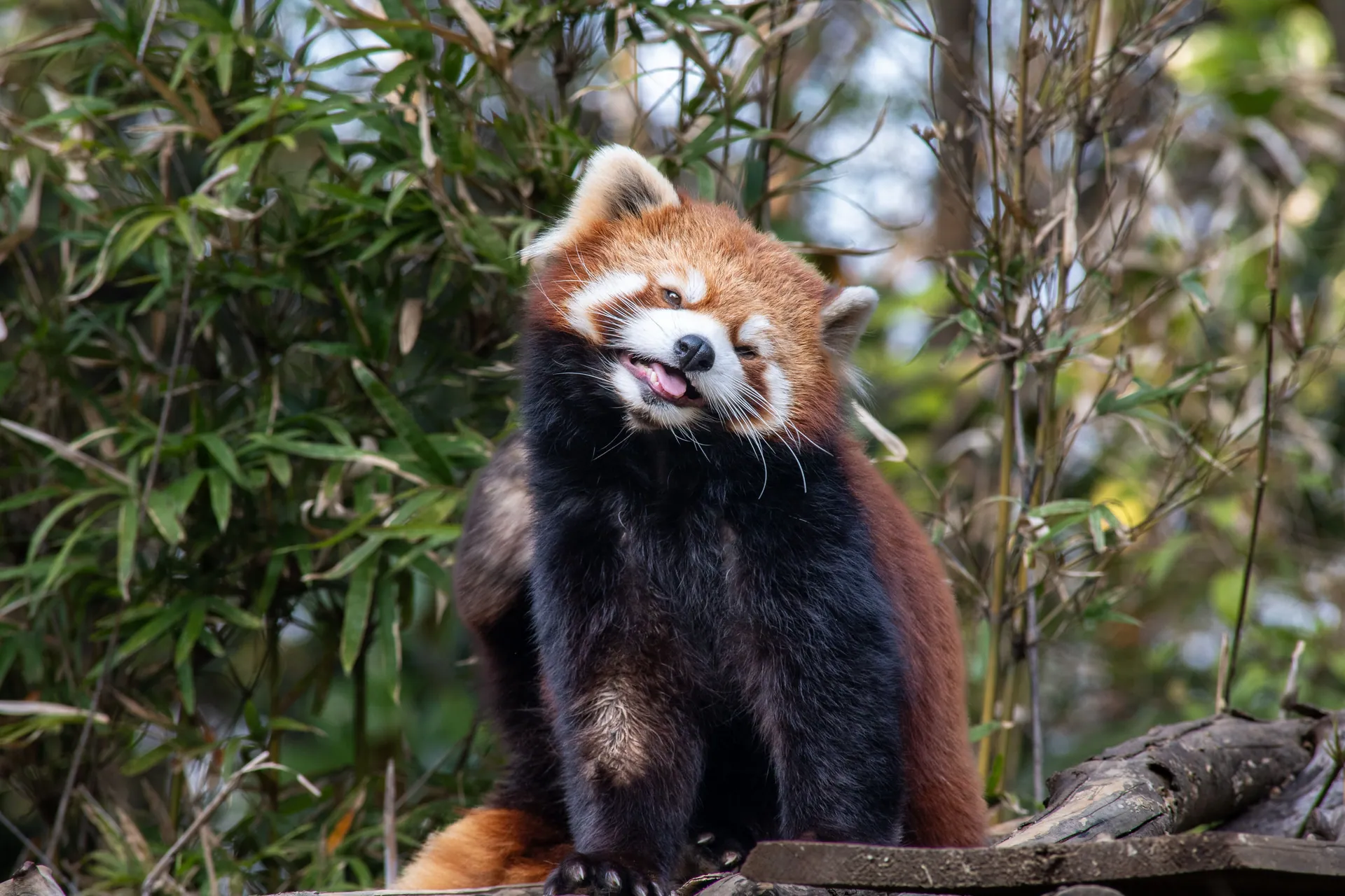 Charming red panda playfully sticks tongue out amidst lush green foliage.
