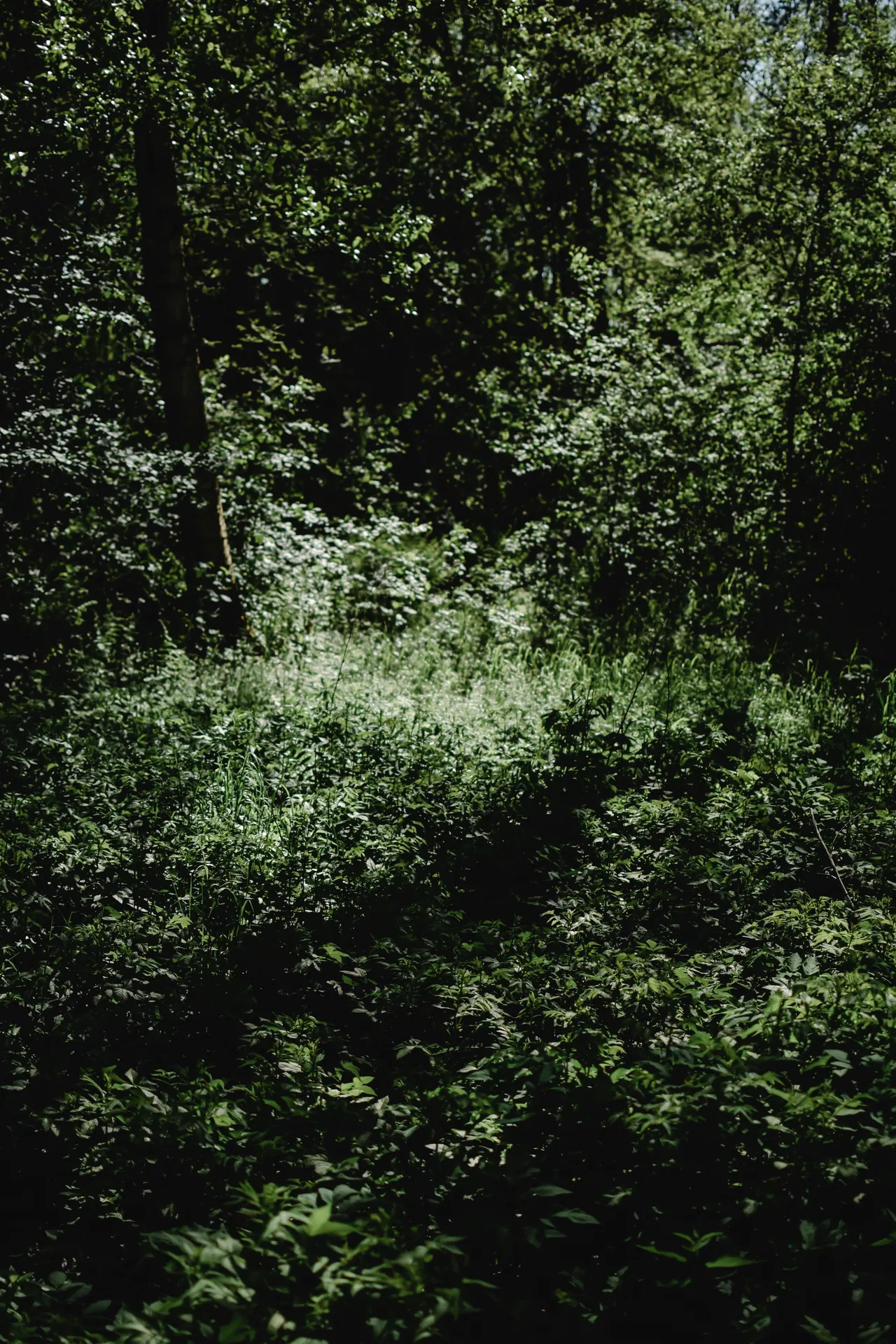 Explore the serene beauty of a sunlit Estonian forest, showcasing lush greenery and natural tranquility.