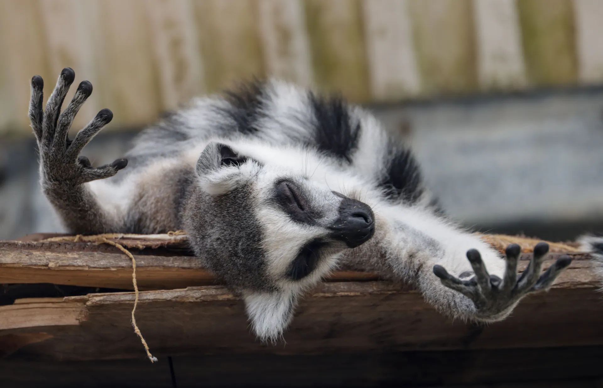 A cute ring-tailed lemur reclines on a wooden platform, showcasing its unique features.