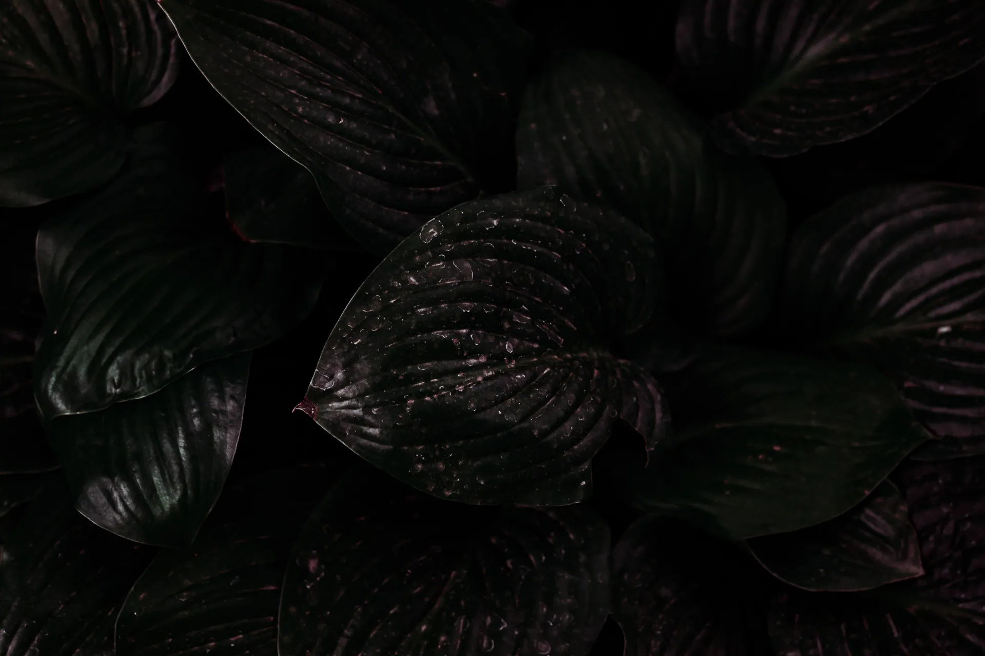 Close-up of dark green leaves with a natural, textured pattern creating a moody aesthetic.
