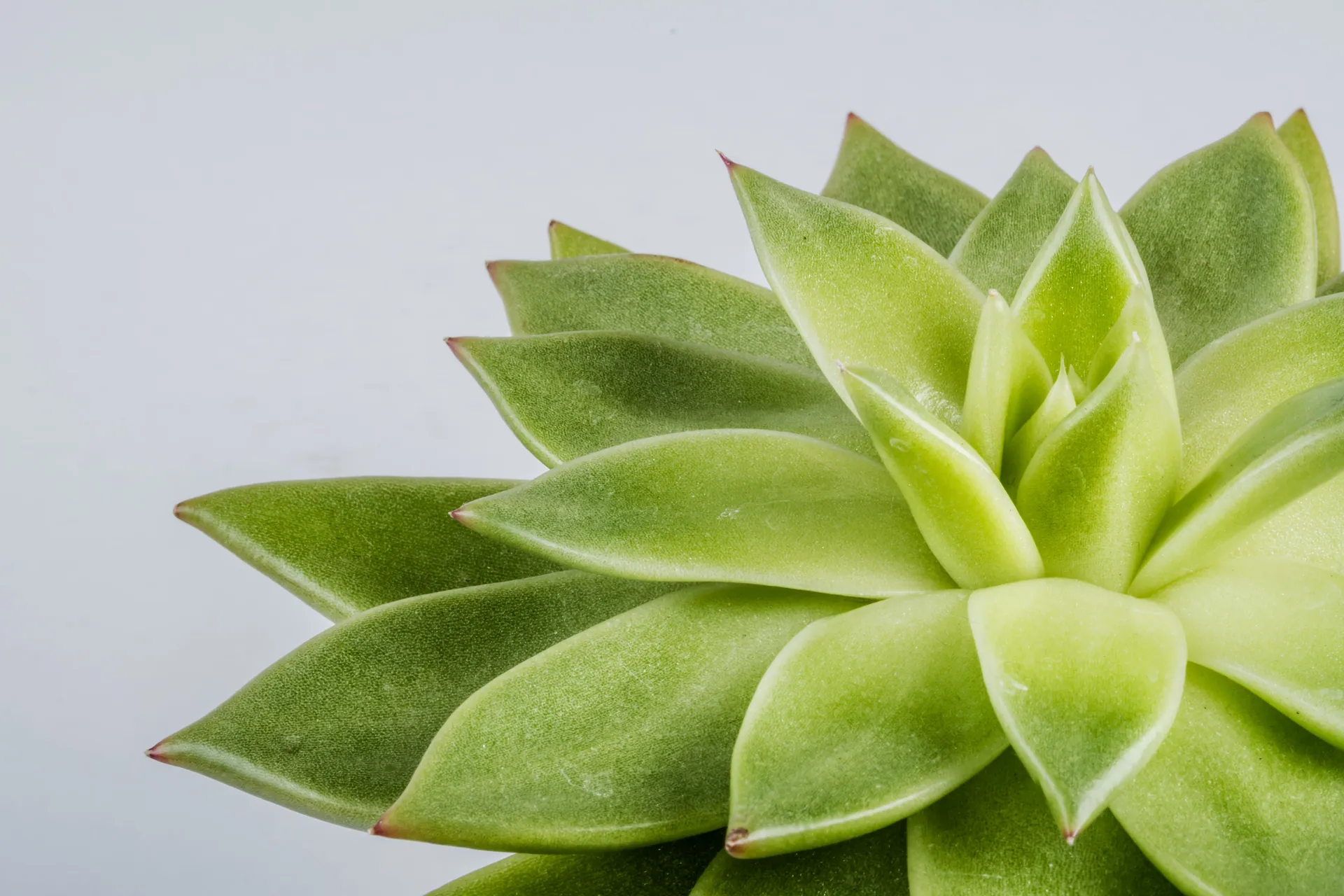 A detailed close-up of a vibrant green succulent against a neutral gray background.