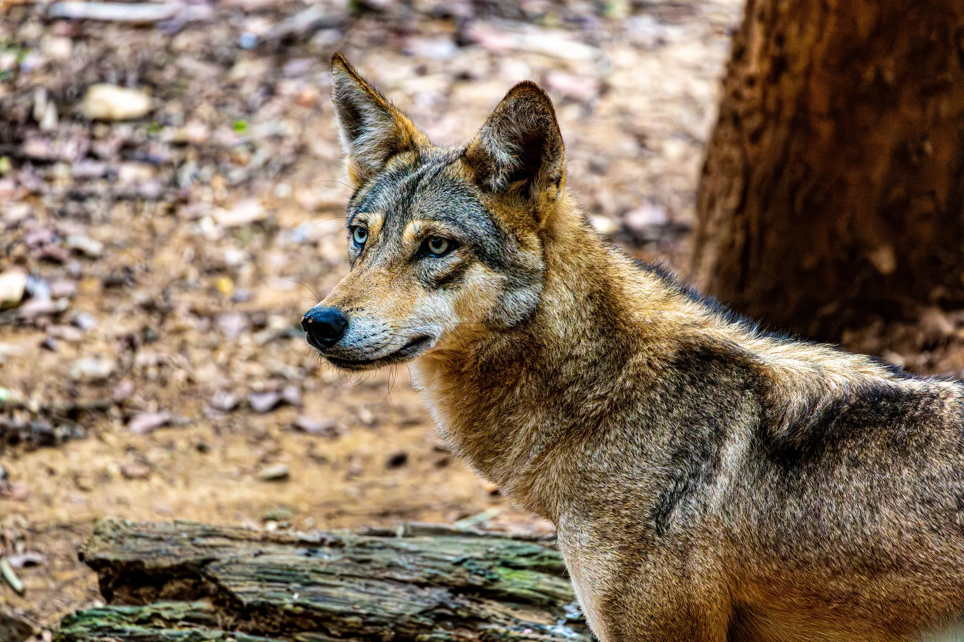 A detailed close-up of a red wolf in its natural environment, showcasing its features.