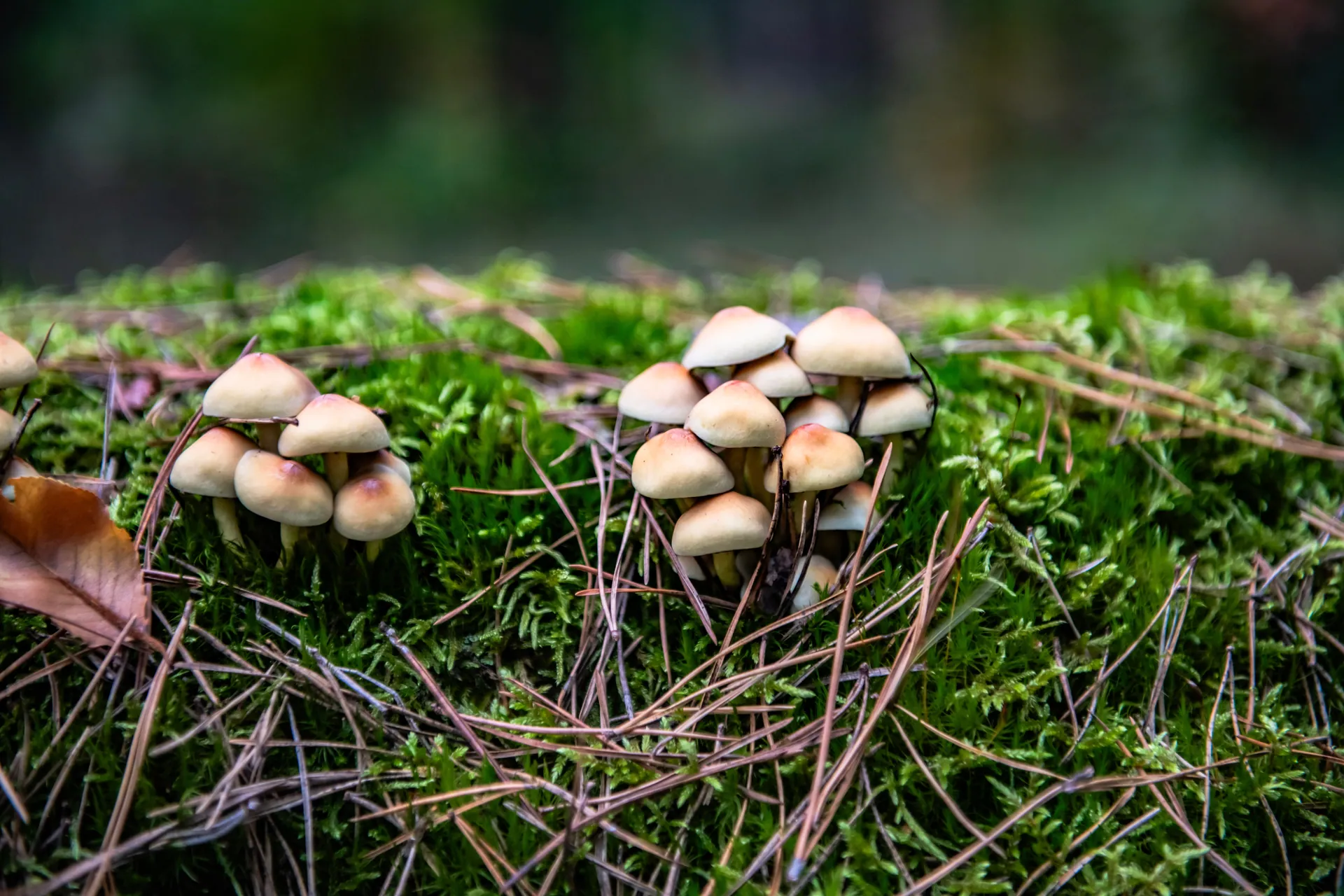 Close-up of mushrooms growing on mossy forest floor, surrounded by pine needles.