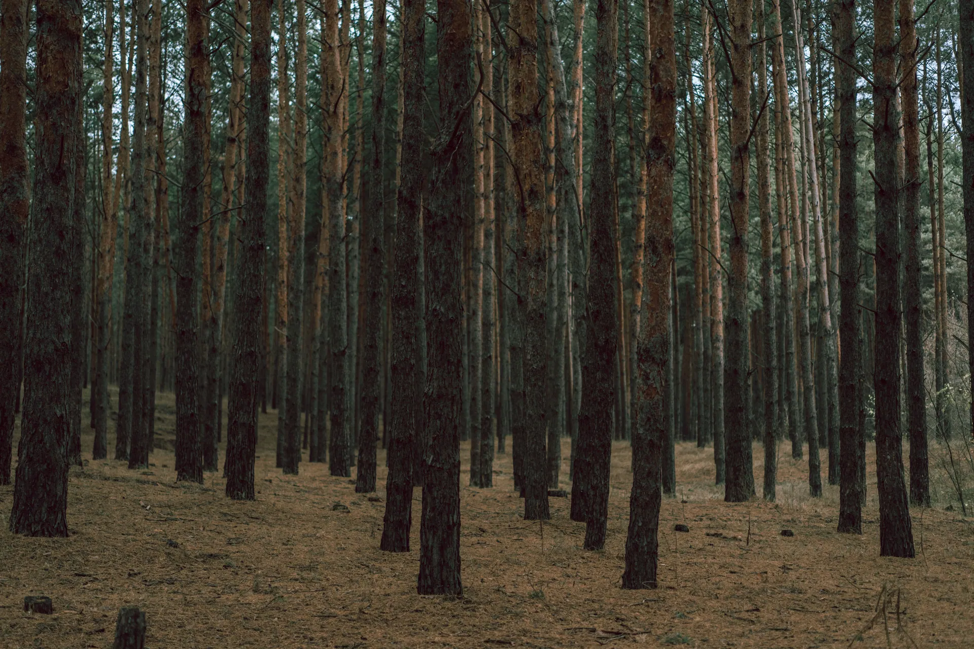 A tranquil pine forest with tall, dense tree trunks offering a serene nature view.