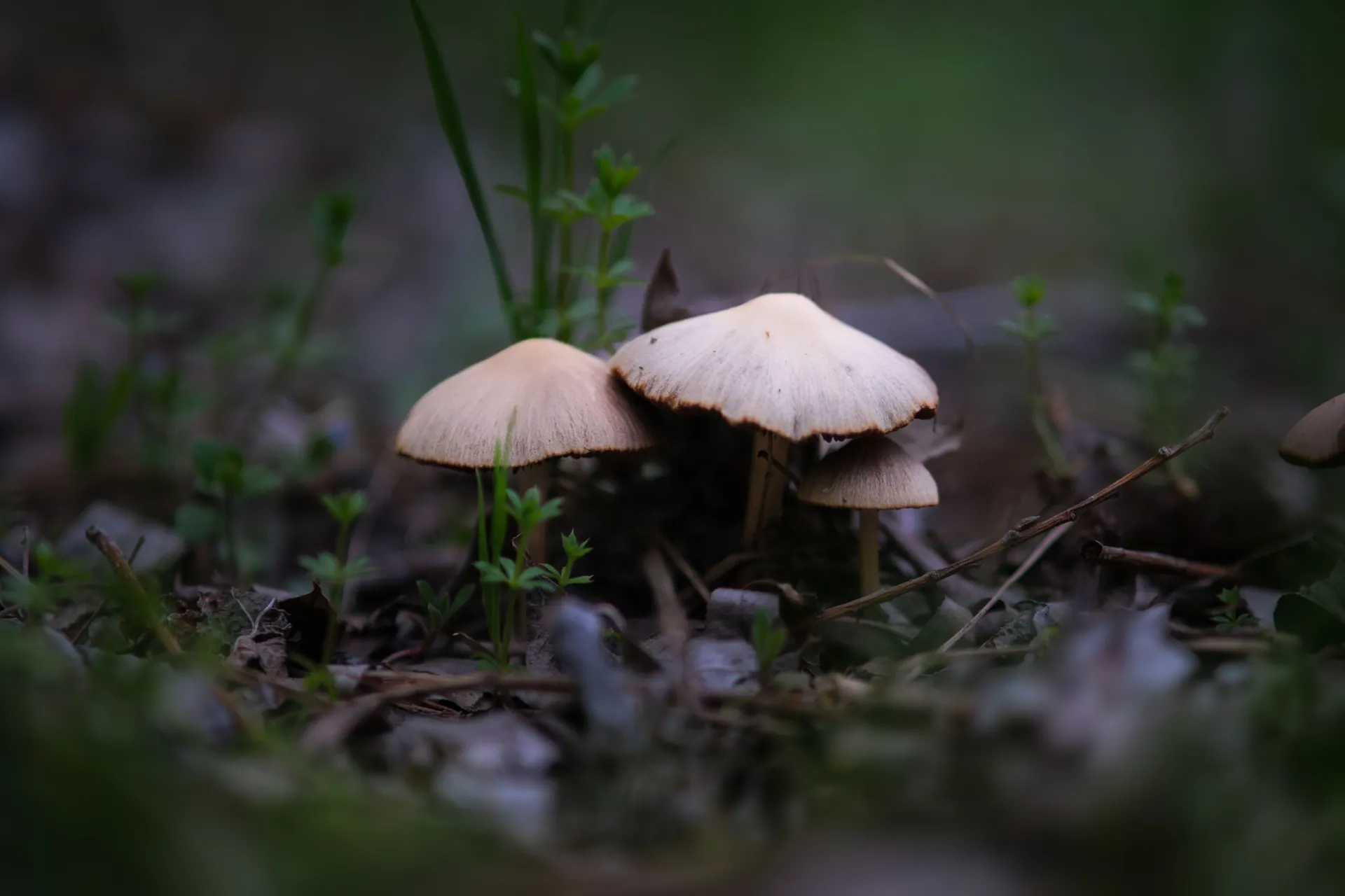 A detailed view of mushrooms emerging from the forest ground, surrounded by green foliage.