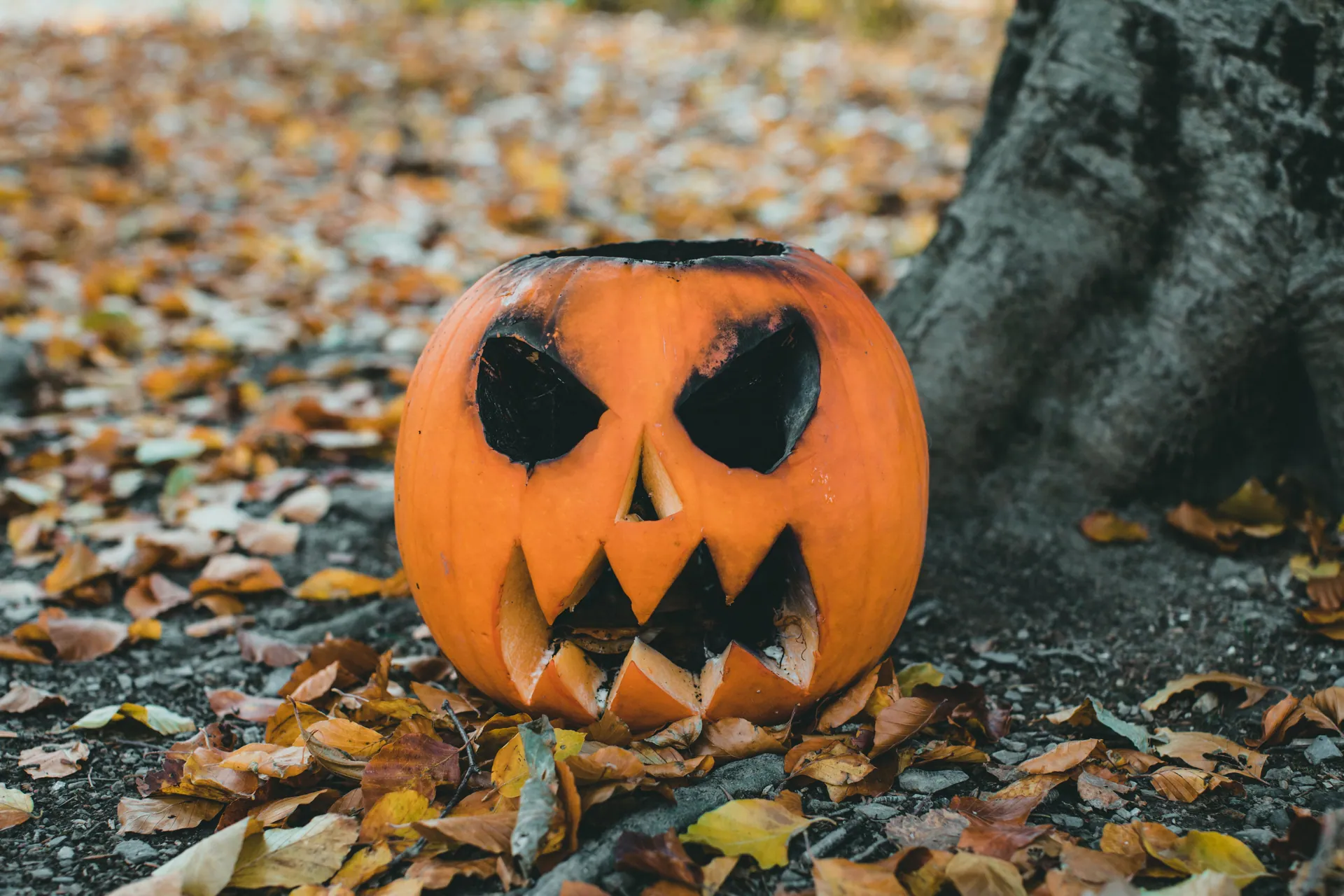 Carved pumpkin with a spooky face surrounded by fallen autumn leaves.