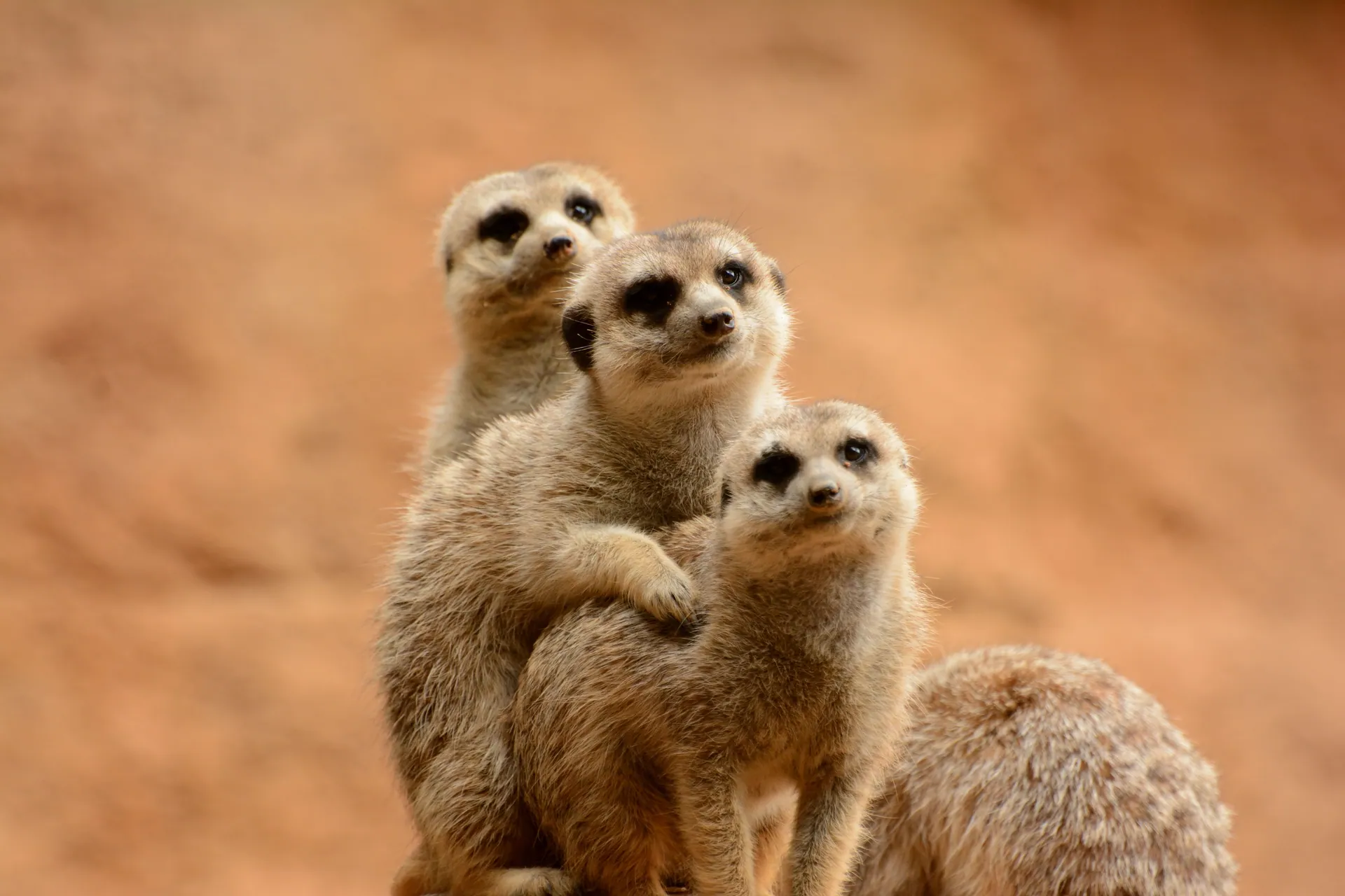 Close-up of three meerkats standing together, showcasing their social behavior.