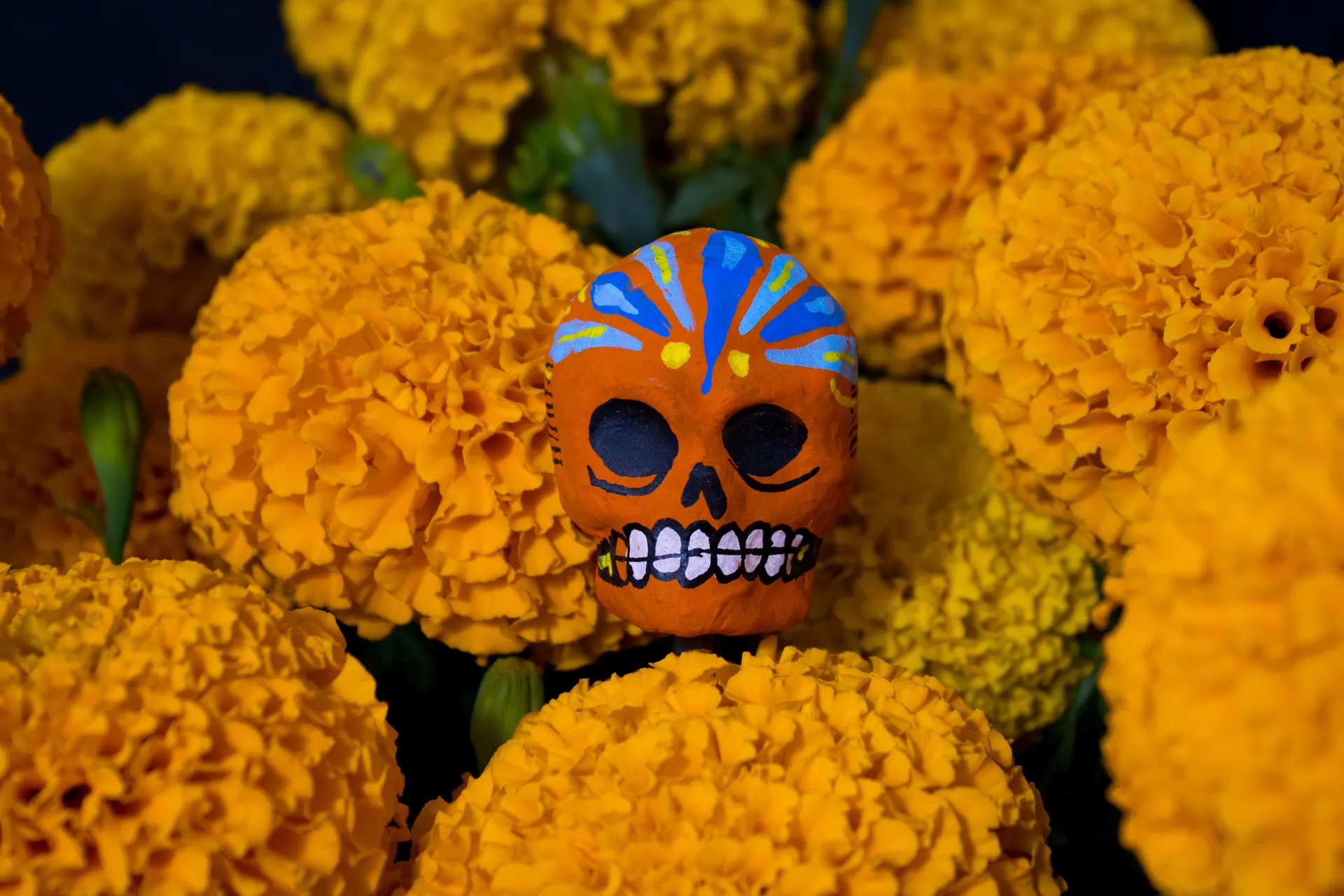 Vibrant painted skull surrounded by marigold flowers, celebrating Dia de los Muertos in Mexico.